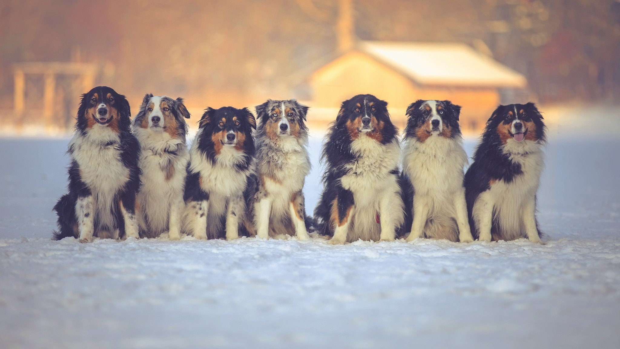 x, hd, dog, animals, ducks, px, 2048x1152 px, snow, 1080P, art, Winter, HD Wallpaper