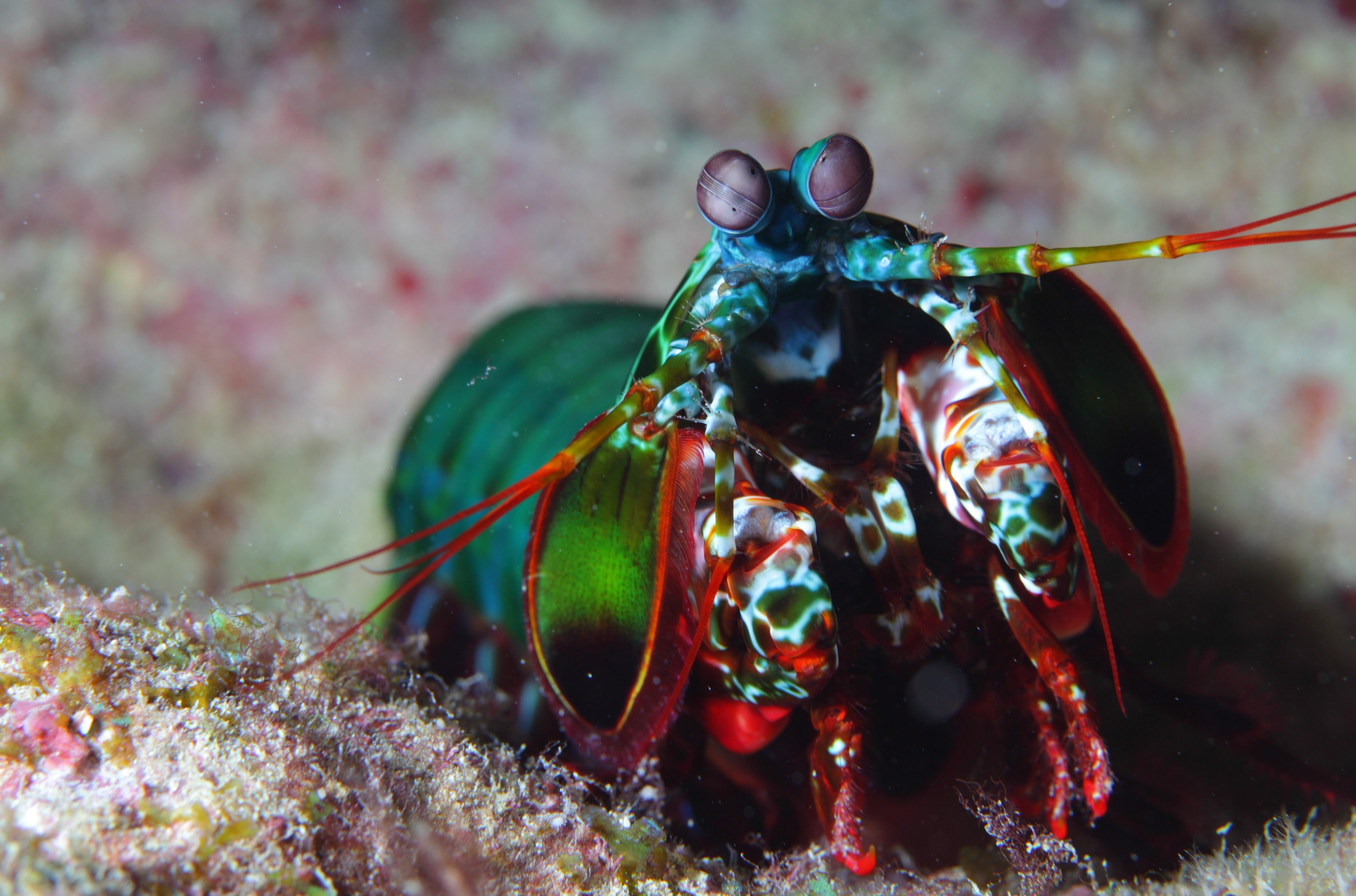 4K, mantis shrimp 4k new hd, HD Wallpaper
