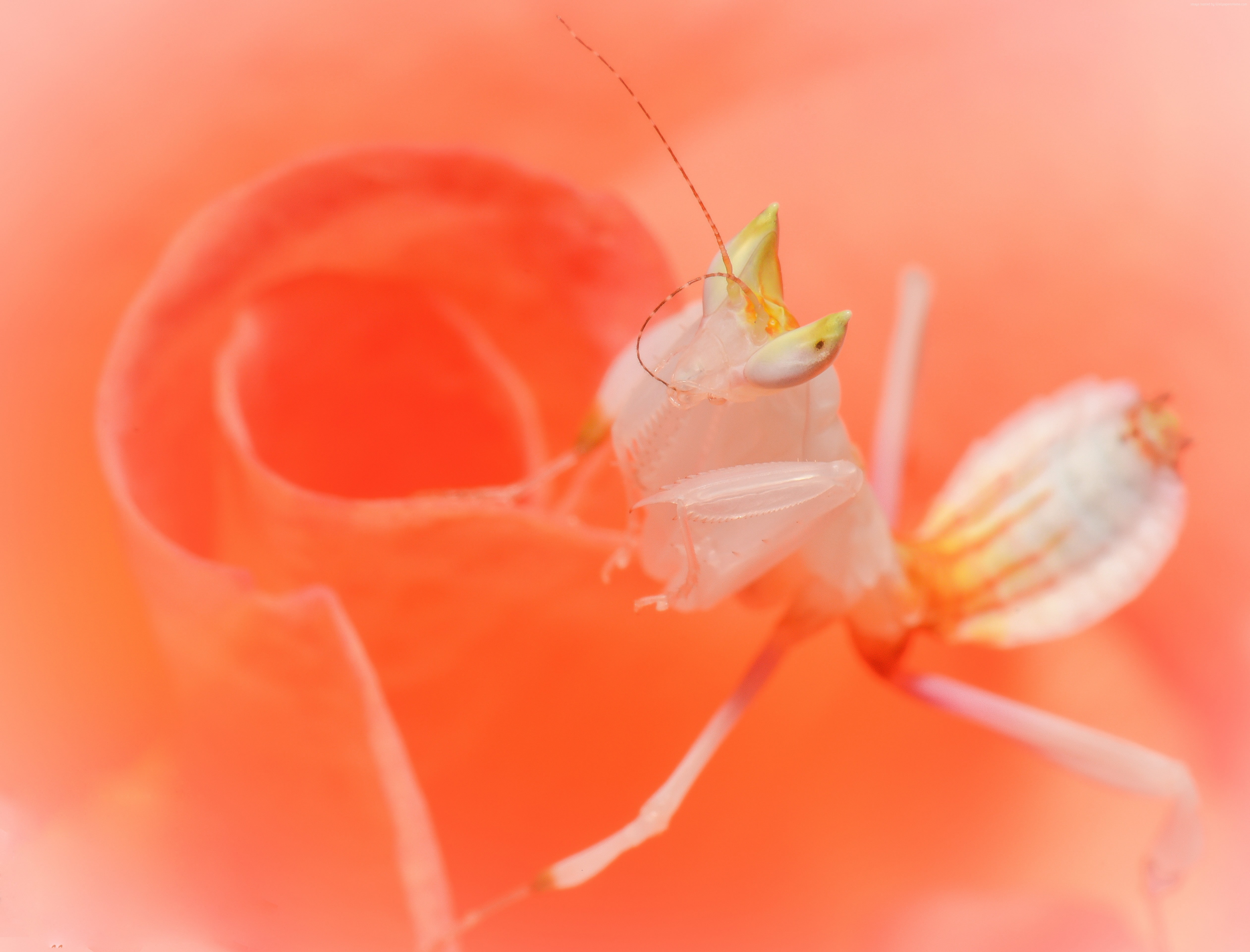 mantis, Orchid mantis, 4K, white, HD Wallpaper