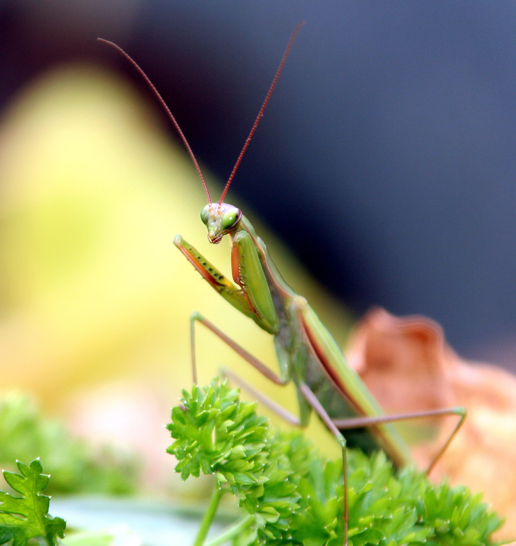 one animal, close-up, 1080P, day, insect, mantis religiosa, plant part, green, animal eye, animal wildlife, macro, animal antenna, green color, grasshopper, Phone HD Wallpaper