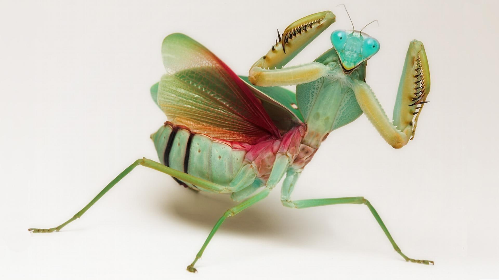 close up, colorful, insect, 1080P, shieldmantis, rainbow colore, nature, mantide, beautiful, animal, mantis, HD Wallpaper