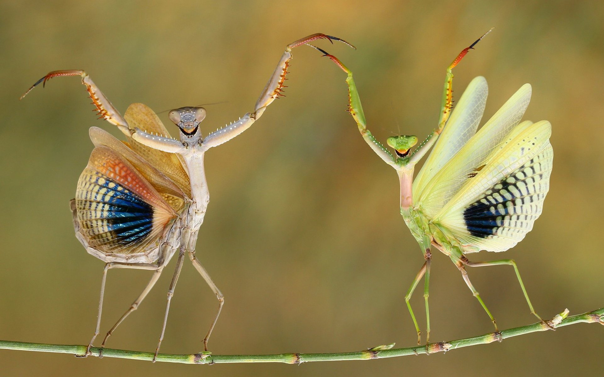 Praying Mantis, Animal, Grasshopper, 1080P, Insect, HD Wallpaper