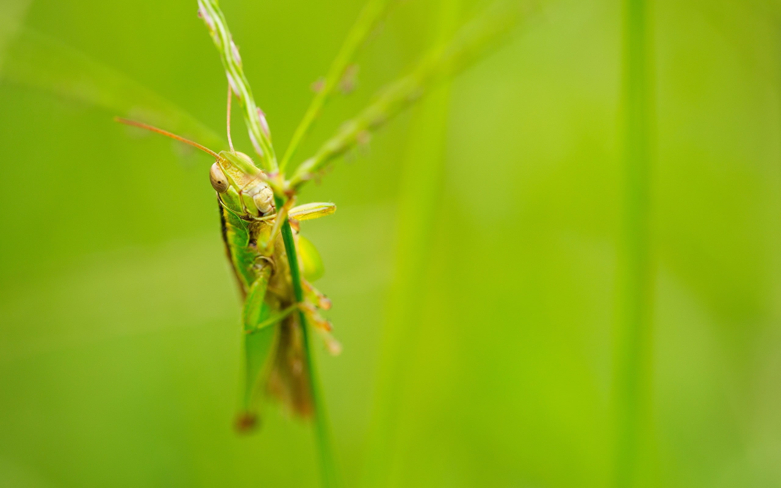 blade of grass, leaf, selective focus, animals in the wild, growth, insect, animal wildlife, one animal, animal, invertebrate, nature, 2K, day, beauty in nature, HD Wallpaper