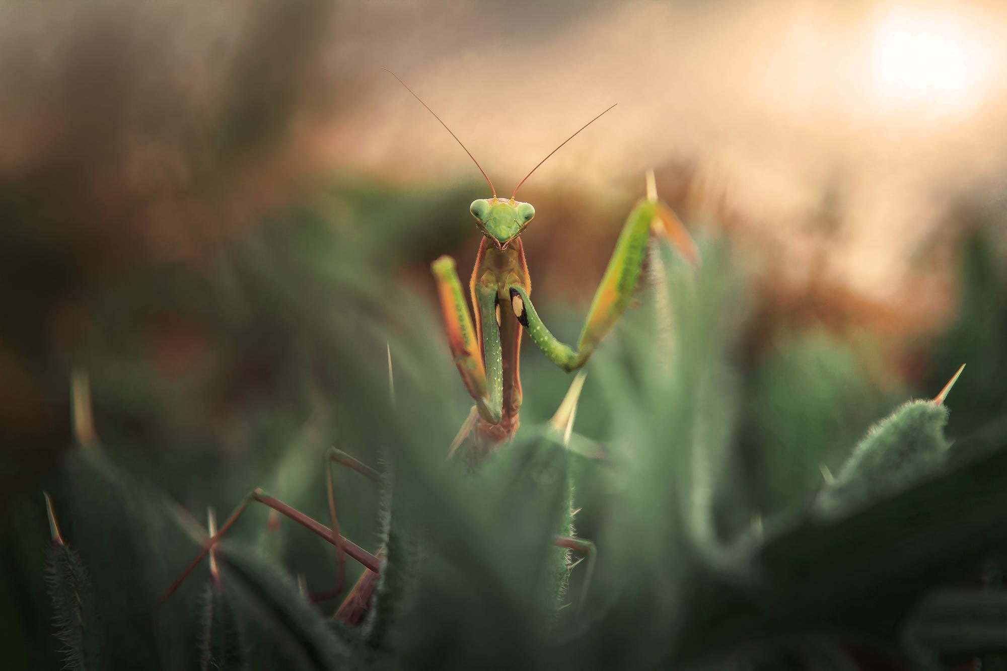 1080P, macro, beauty in nature, growth, animal, close-up, day, animal themes, plant part, one animal, depth of field, grass, animal wildlife, praying mantis, HD Wallpaper