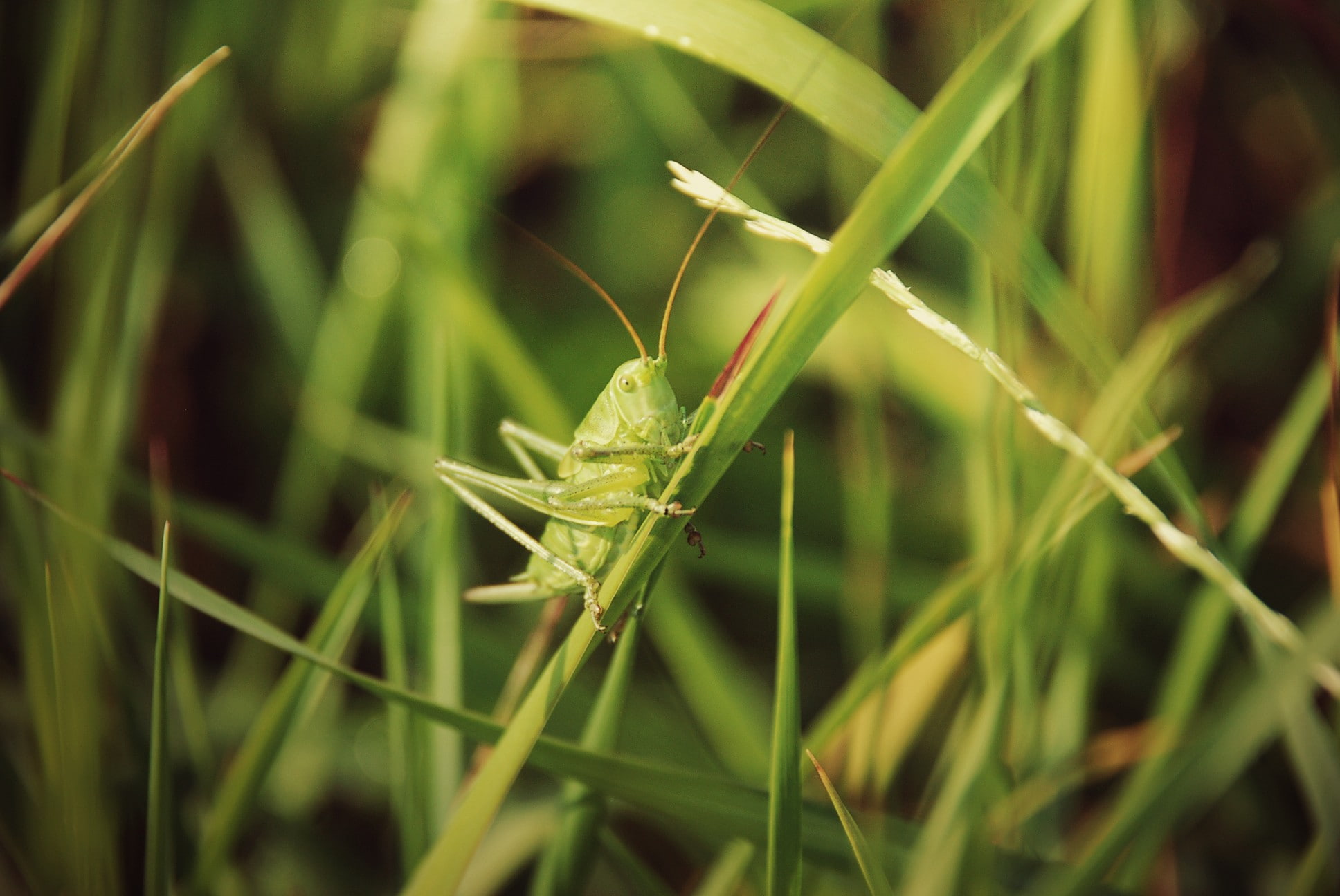 one animal, 1080P, grass, close-up, outdoors, day, animals in the wild, grasshopper, animal themes, blade of grass, no people, nature, growth, green color, HD Wallpaper