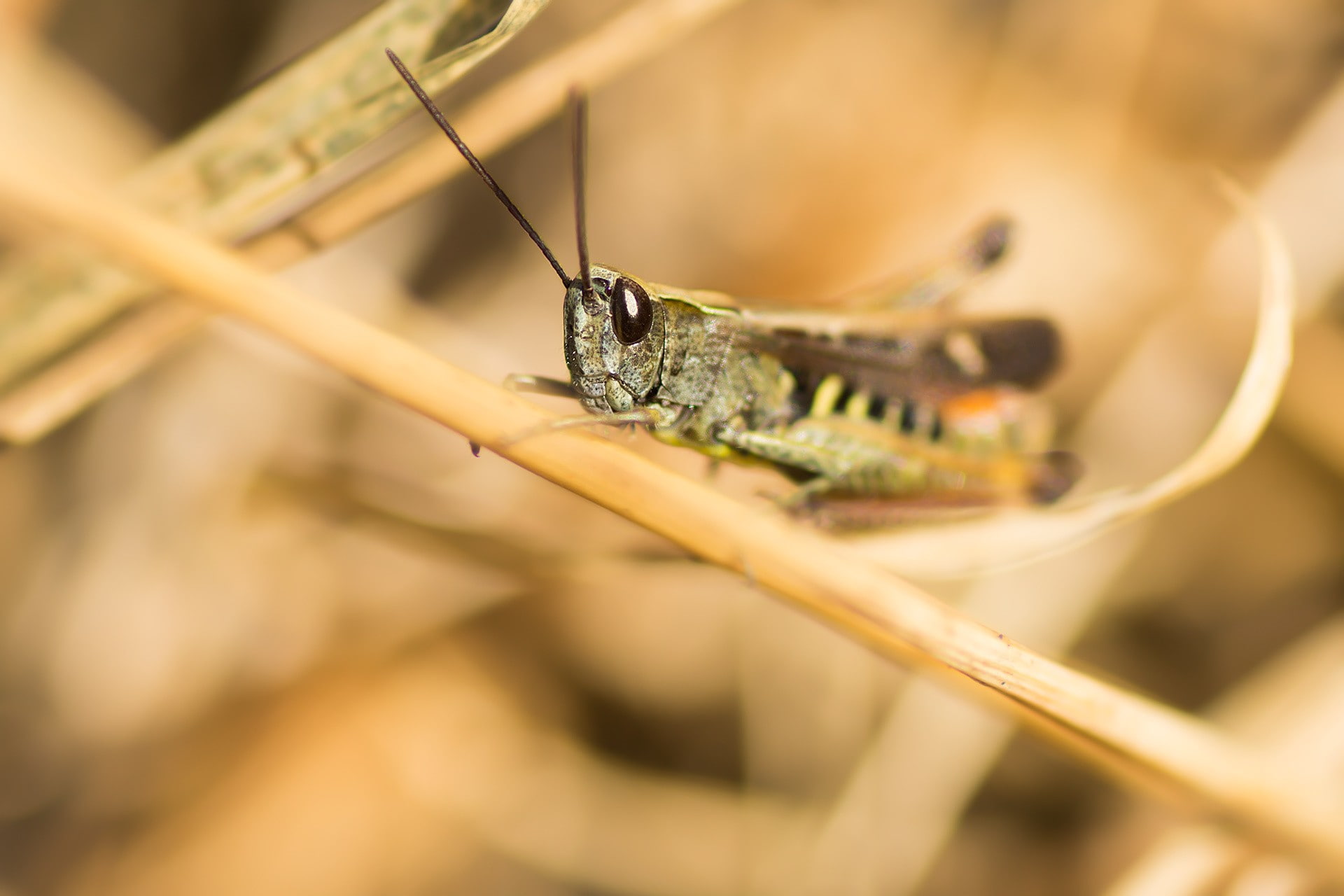 no people, nature, selective focus, animal antenna, praying mantis, one animal, animal, 1080P, invertebrate, grasshopper, animal body part, day, outdoors, HD Wallpaper