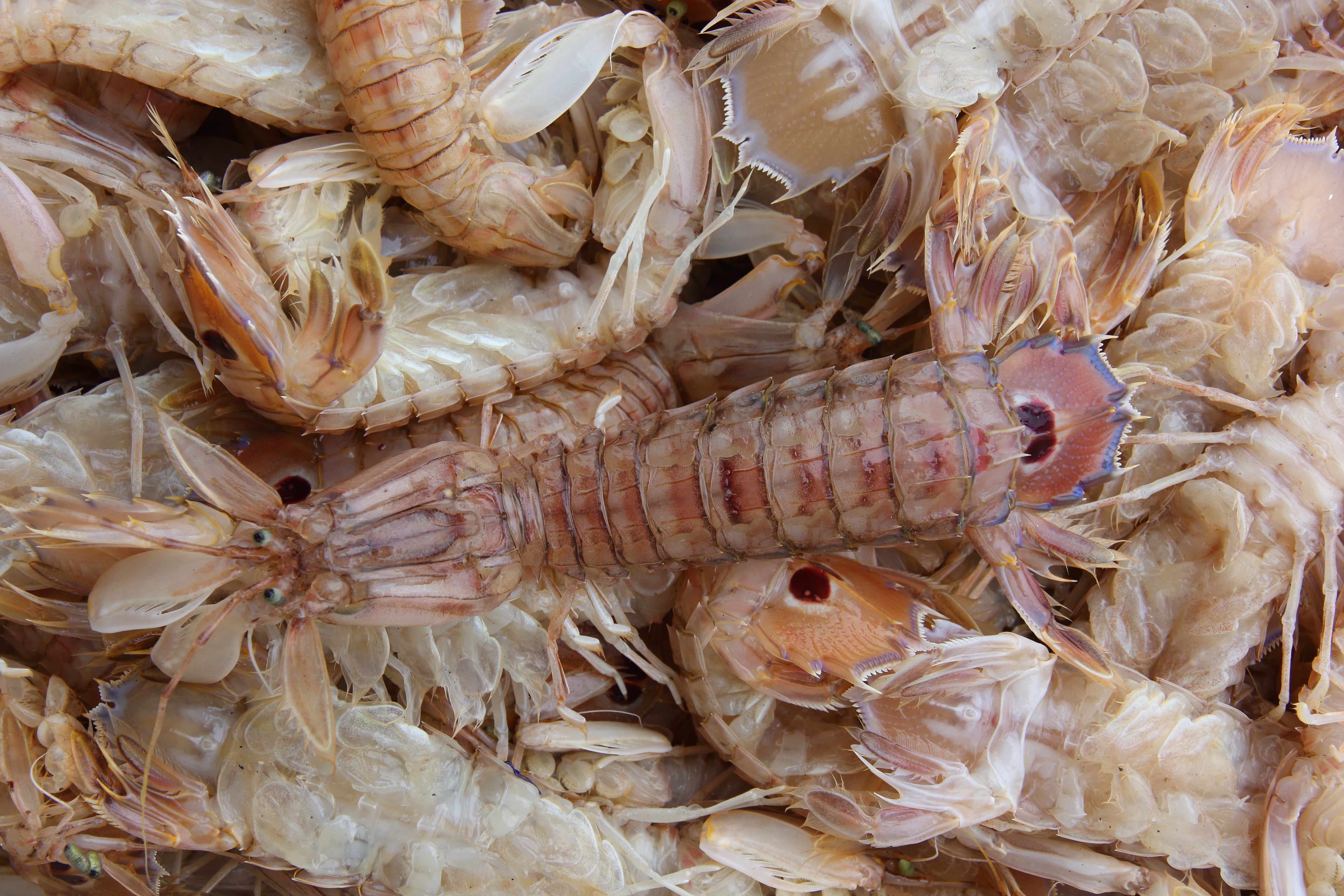 seafood, sea, food, full frame, crustacean, prawn, close-up, fresh, scyllarus, still life, fishing, mantis, backgrounds, meat, 5K, shrimp - seafood, odontodactylus, HD Wallpaper