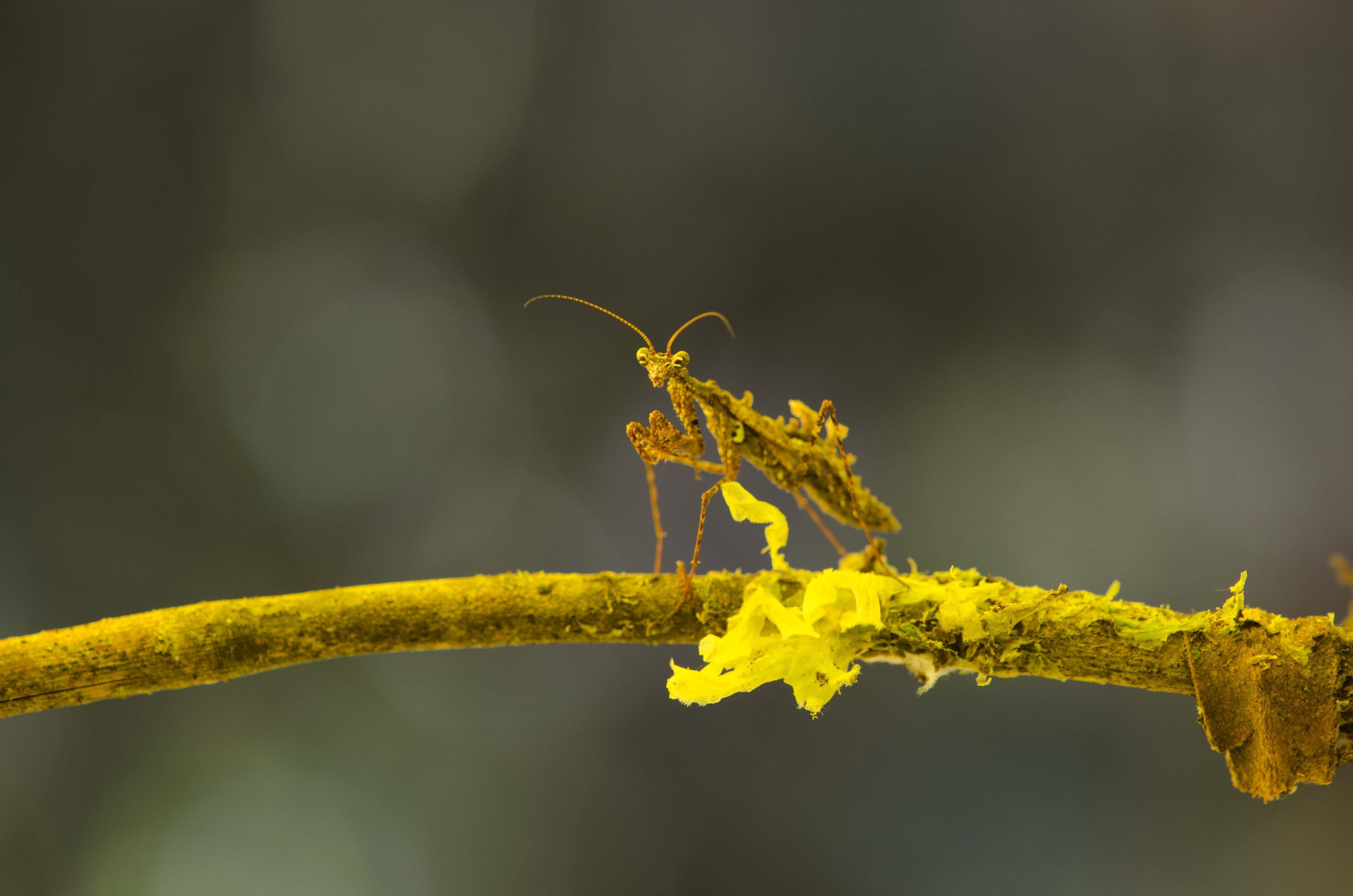 environment, outdoors, 4K, peruvian biodiversity, branch, peruvian amazon biodiversity, reptile, montane forest, yellow, animal, leaf, animal themes, animal wildlife, HD Wallpaper