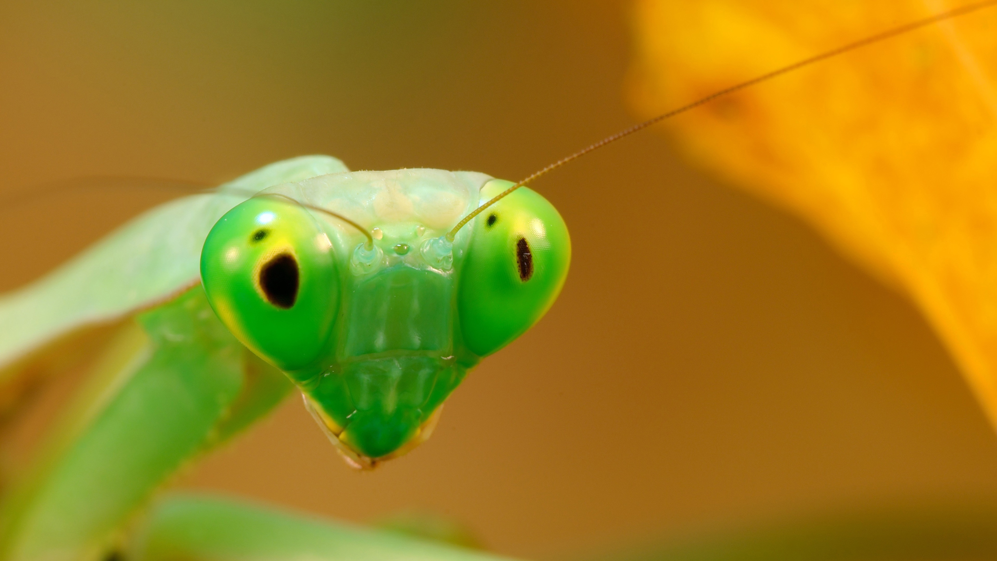 Mantis, Photography, 4K, Macro, Green, HD Wallpaper