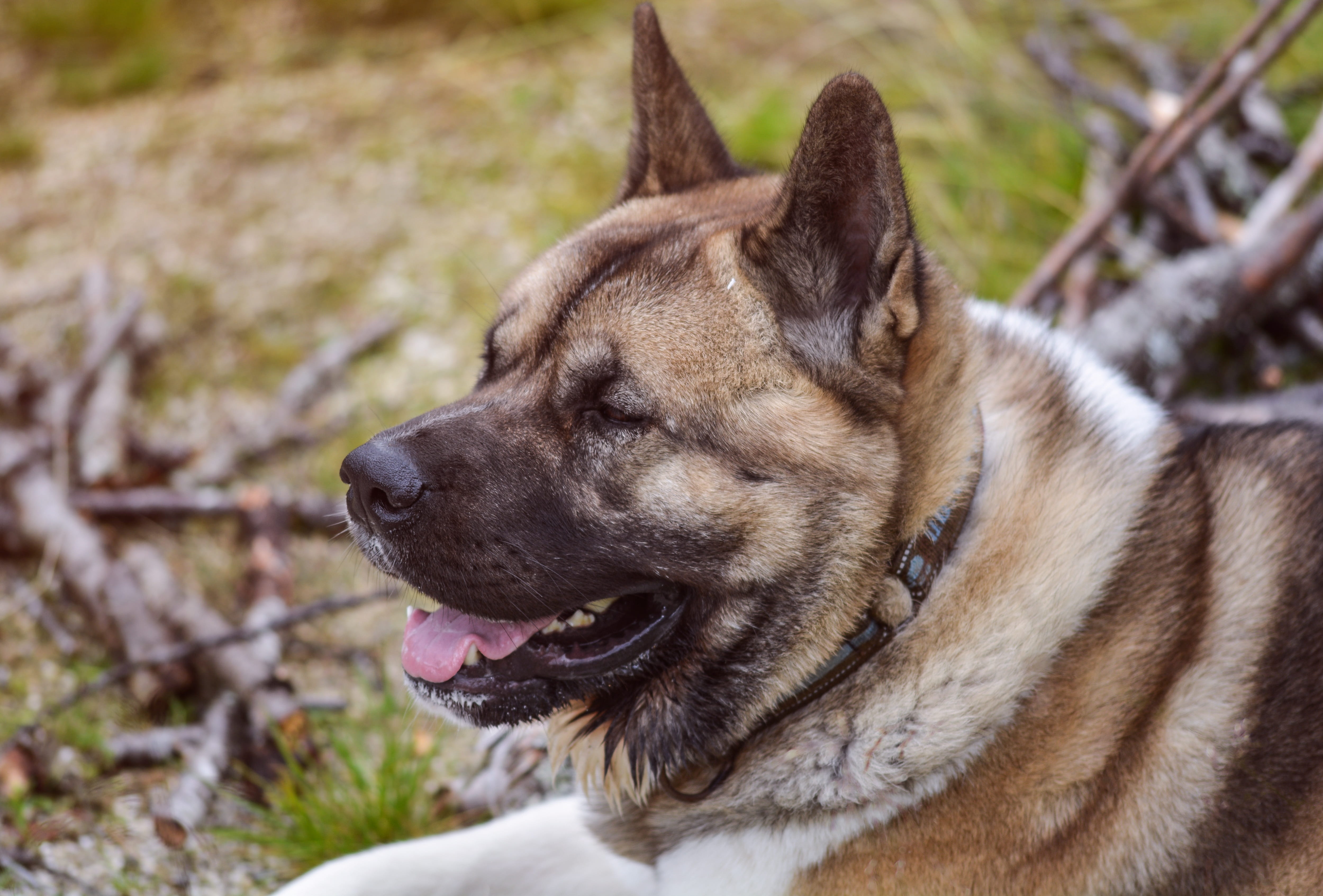 nature, no people, animal themes, facial expression, akita, mammal, outdoors, focus on foreground, holiday, 4K, journey, close-up, looking, tourist, pet, HD Wallpaper
