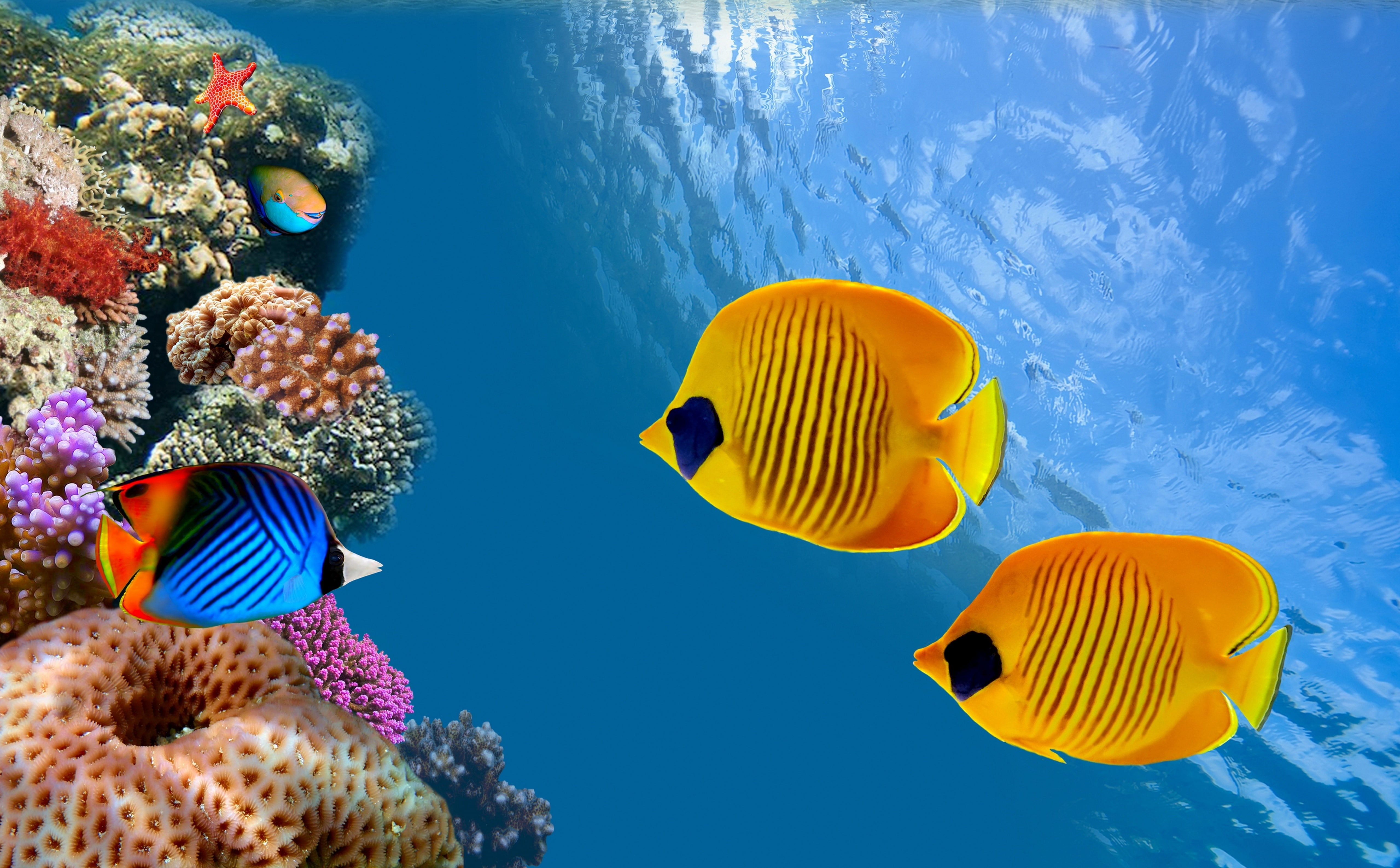 beauty in nature, undersea, Fish, sea life, animals in the wild, Aquarium, nature, Ocean, Sea, no people, swimming, ecosystem, 5K, group of animals, coral, HD Wallpaper