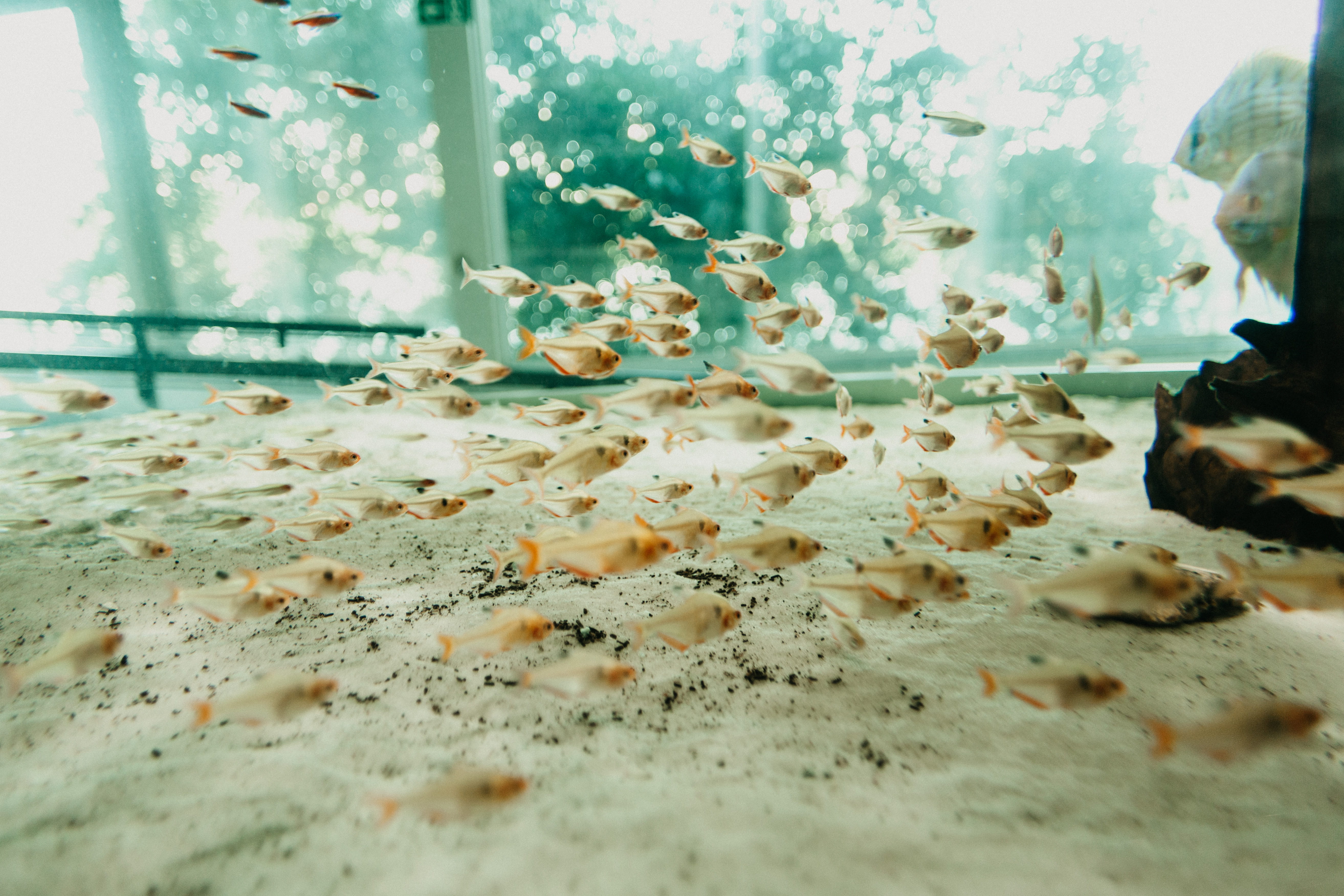 peixes, no people, flooring, group of animals, aquarium, fish, ocean, water, reef, blossom, petal, selective focus, aquario, animal themes, animal, HD Wallpaper