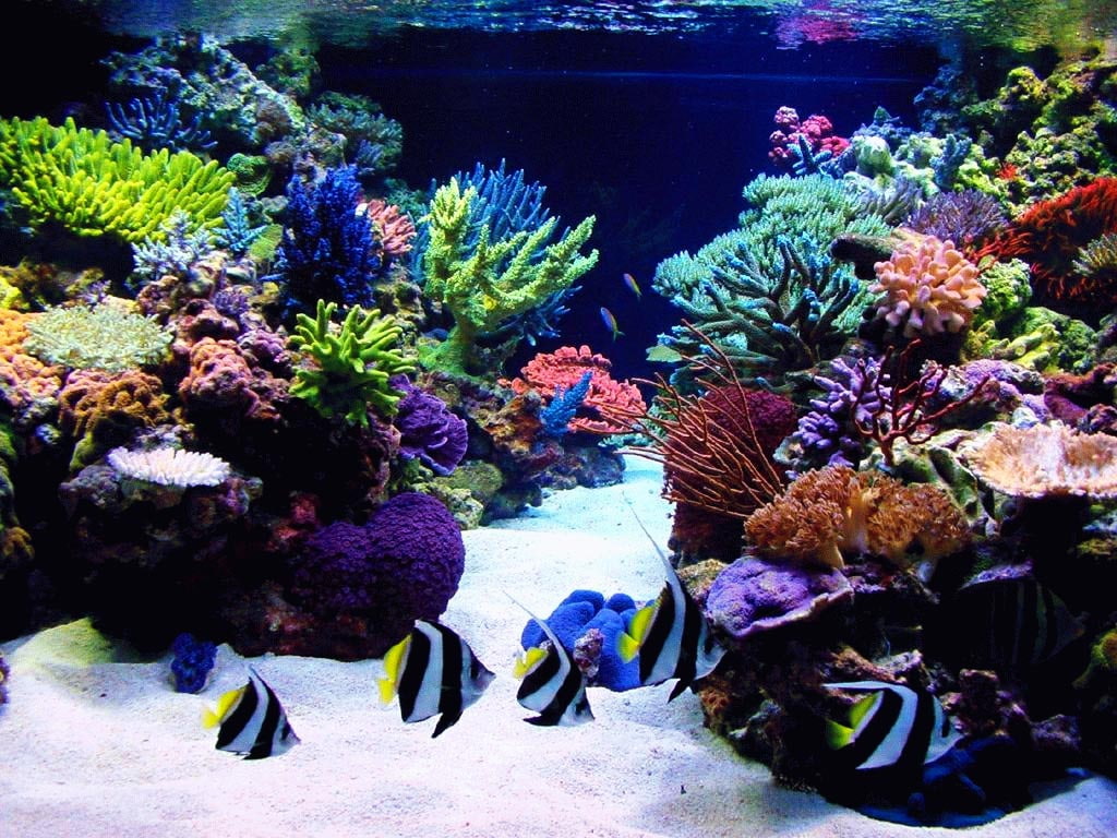hd, art, water, animal, 480P, AQUARIUM, animals, FISH, HD Wallpaper