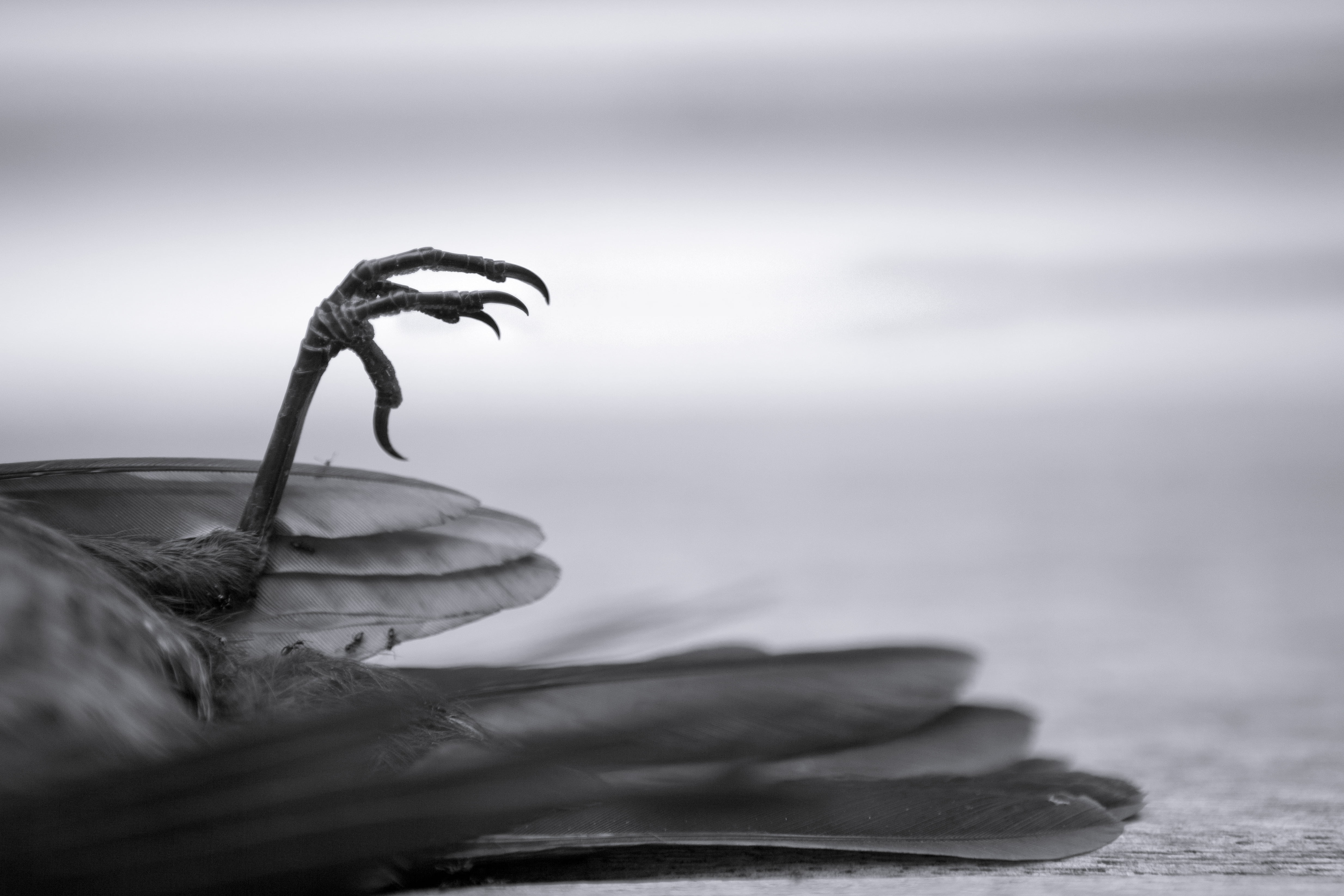 Death, Protest, 4K, gray, concrete, photography, Bird, grayscale, nature, last, surface, HD Wallpaper