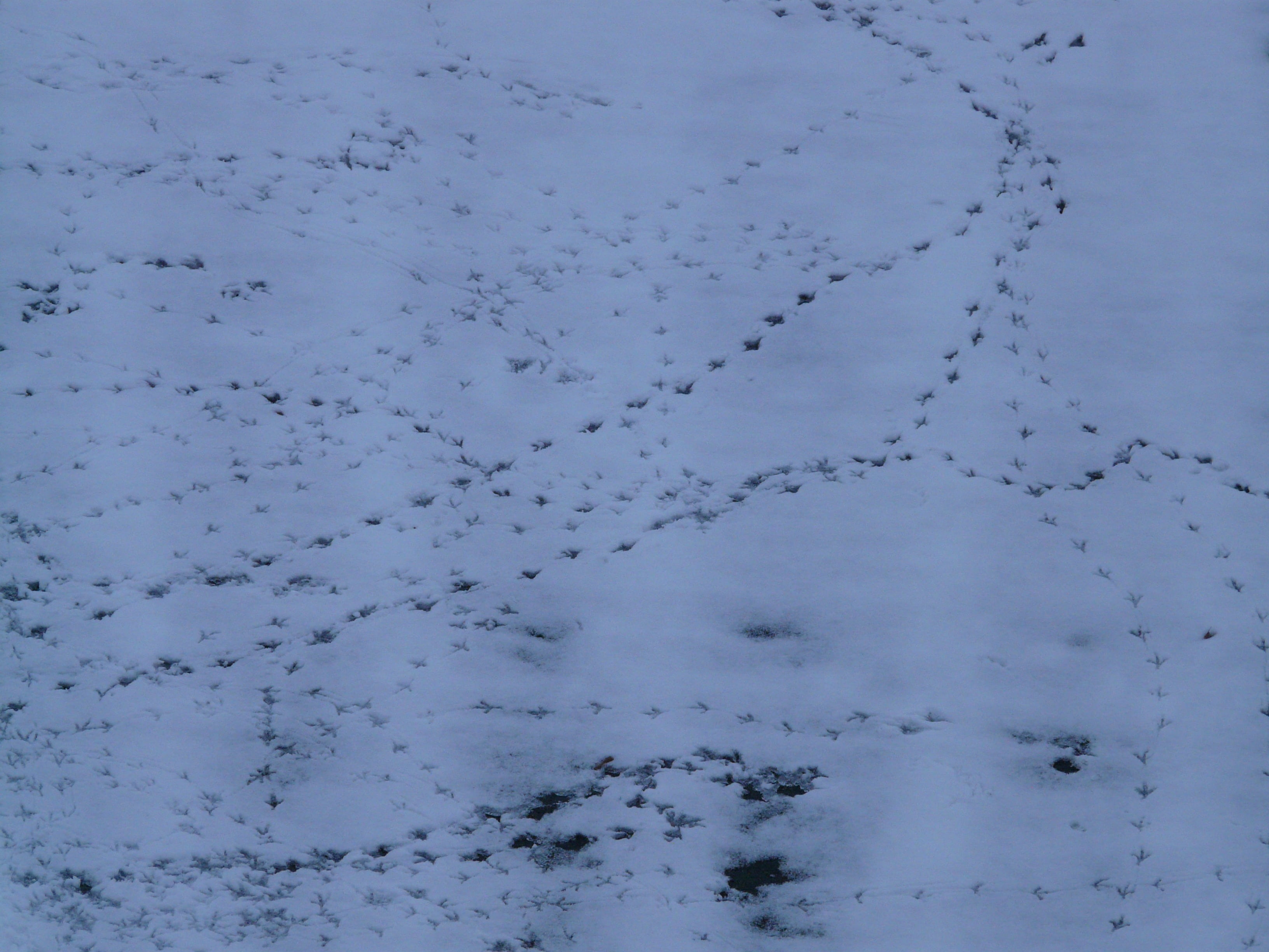 cold temperature, thawing, outdoors, footprint, frozen, tranquility, traces, vertebrate, winter, white, animal, cold, tranquil scene, bird footprint, perpusillus, HD Wallpaper