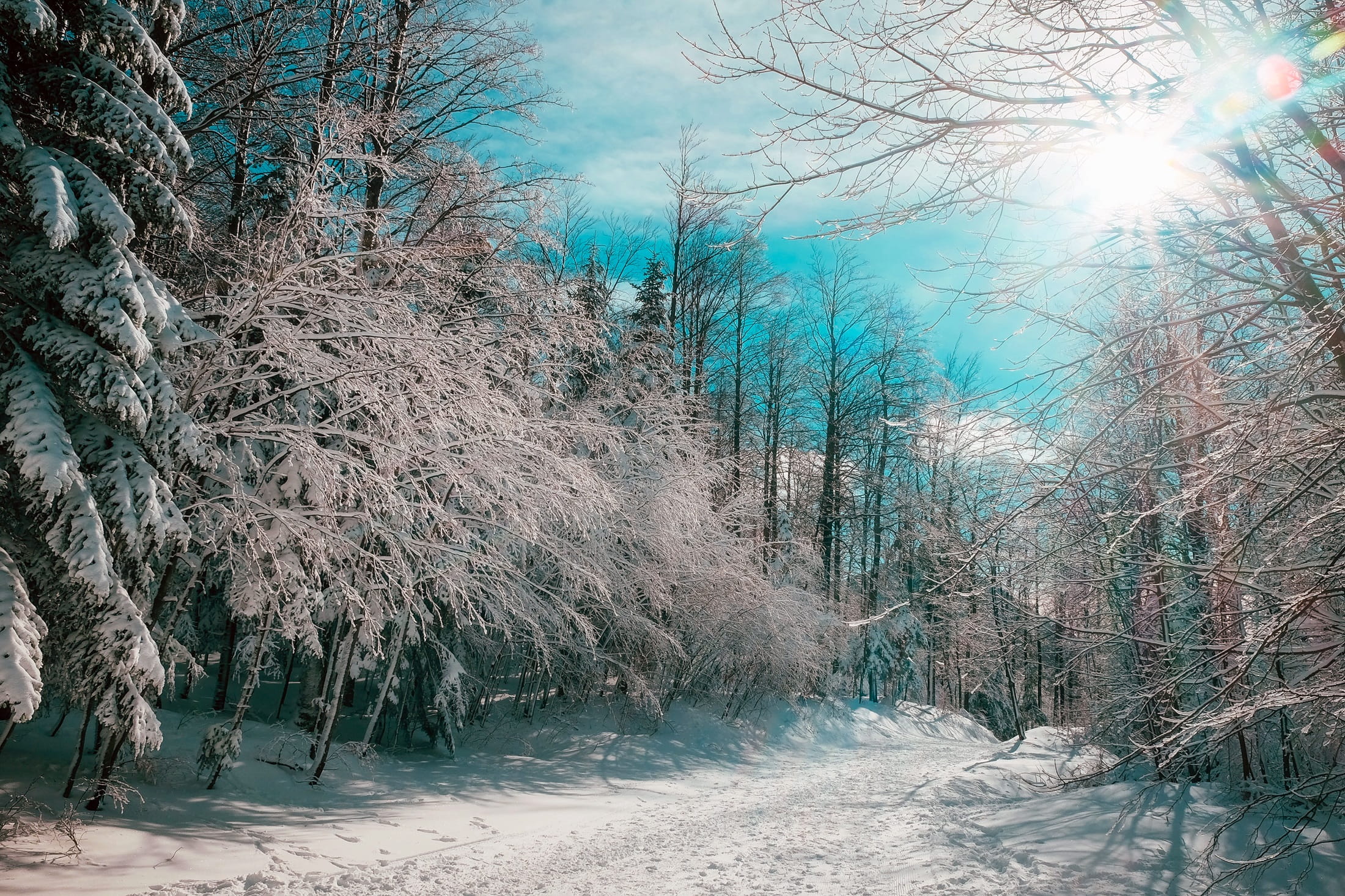 country, sunny, woods, blue, forest, middle, beauty in nature, 1080P, treelined, scenics - nature, snow, canada, outdoors, winter, covered, blue and white, HD Wallpaper