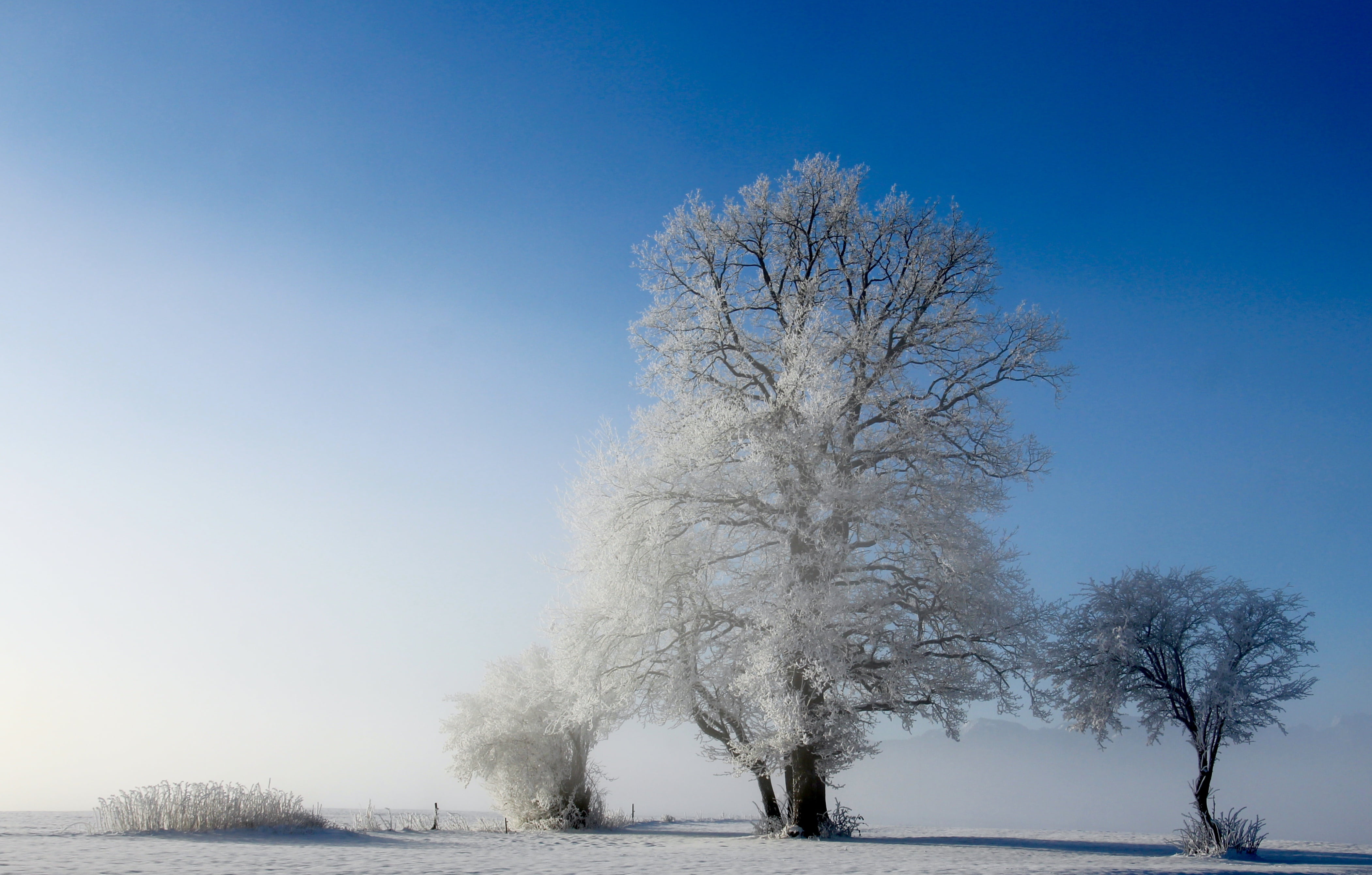 tranquil scene, taken, sky, environment, plant, bare tree, 4K, nature, arbor, snow, landscape, outdoors, no people, forest, walk, trees, cold, beauty in nature, HD Wallpaper