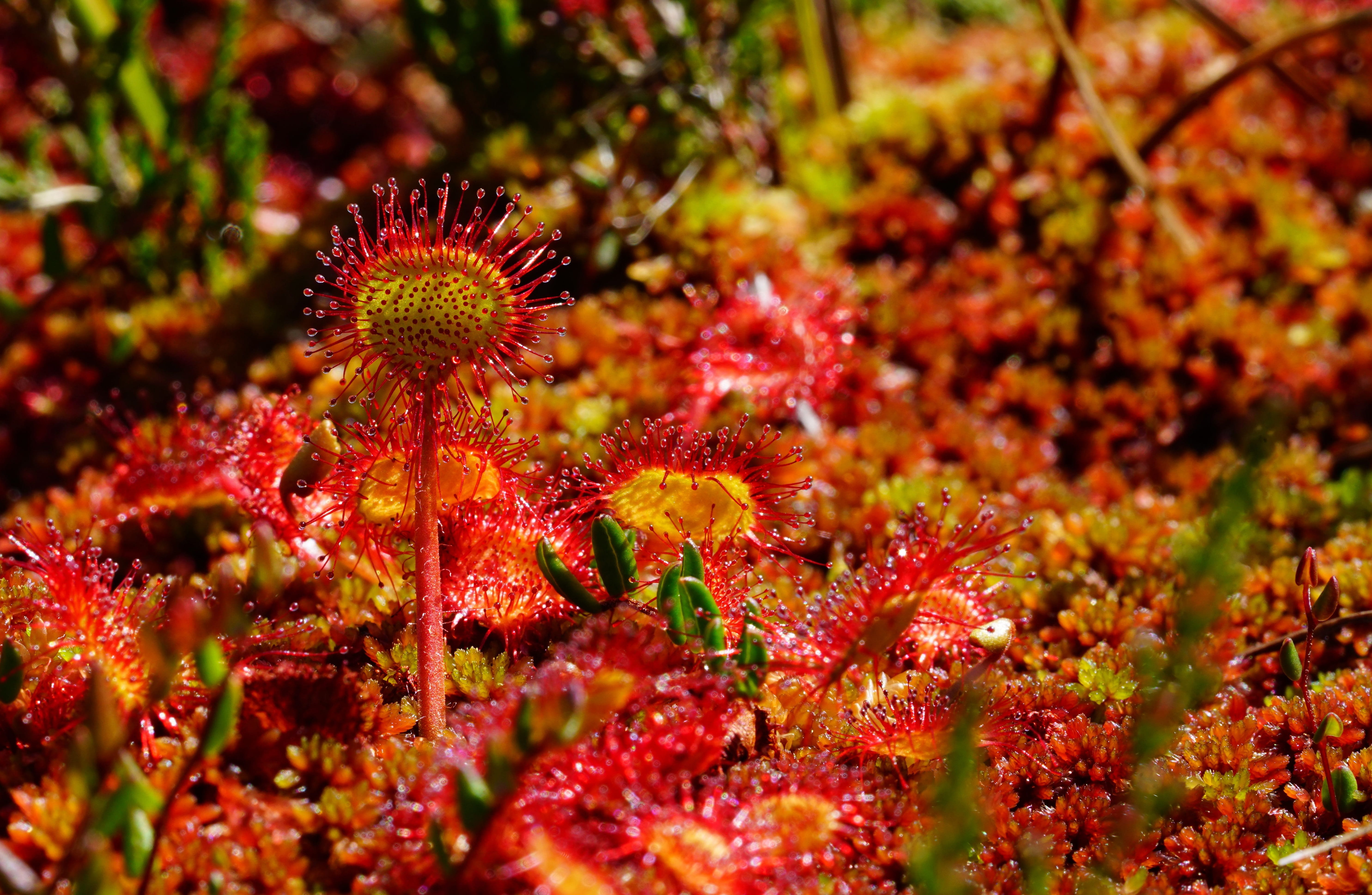 heaven spoon herb, close-up, no people, sky jam, animal wildlife, animals in the wild, sundew grow, rosette plant, beauty in nature, summer green rosette plant, HD Wallpaper