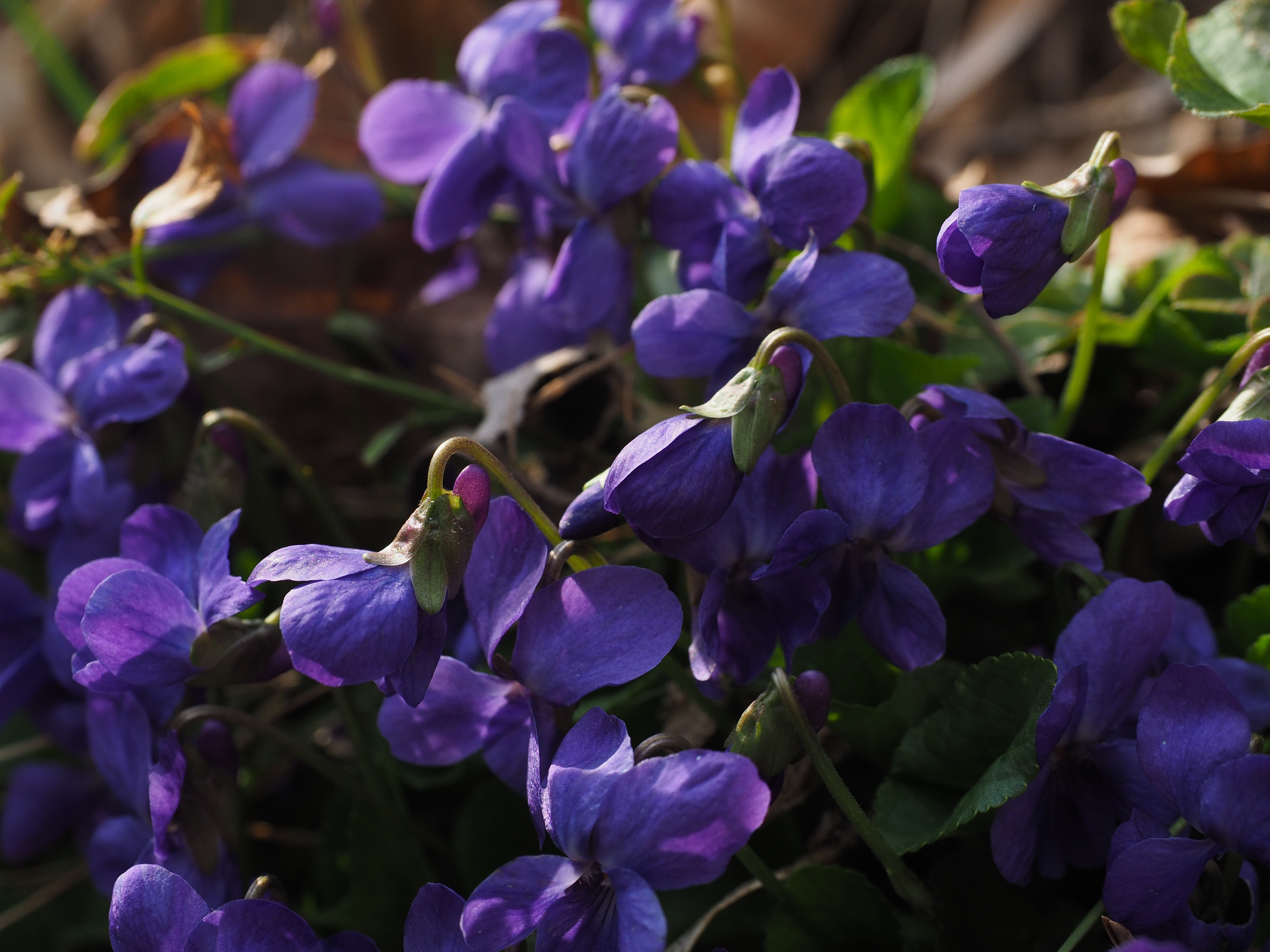 beauty in nature, petal, harbinger of spring, viola, day, freshness, bloom, lilac, nature, vulnerability, outdoors, rosette plant, no people, flower head, HD Wallpaper