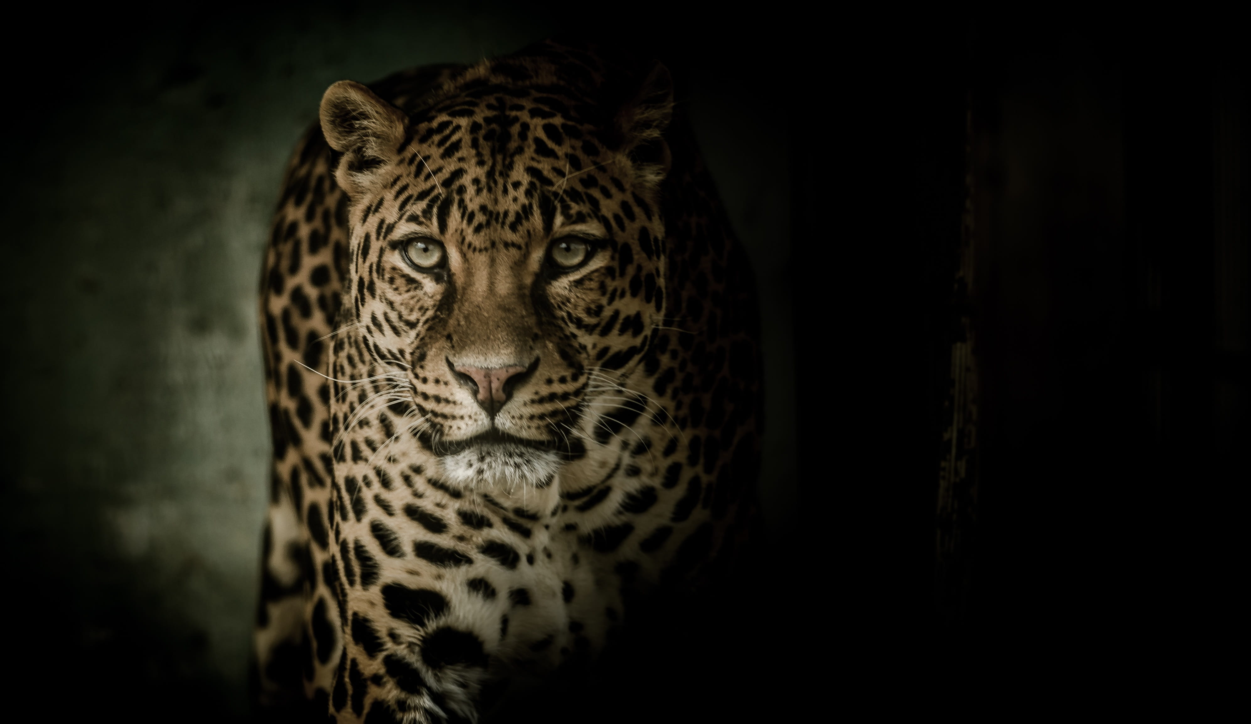 carnivora, cat, big cat, whisker, animal wildlife, close, leopard, animal body part, one animal, animal markings, rosettes, 4K, animal themes, no people, HD Wallpaper