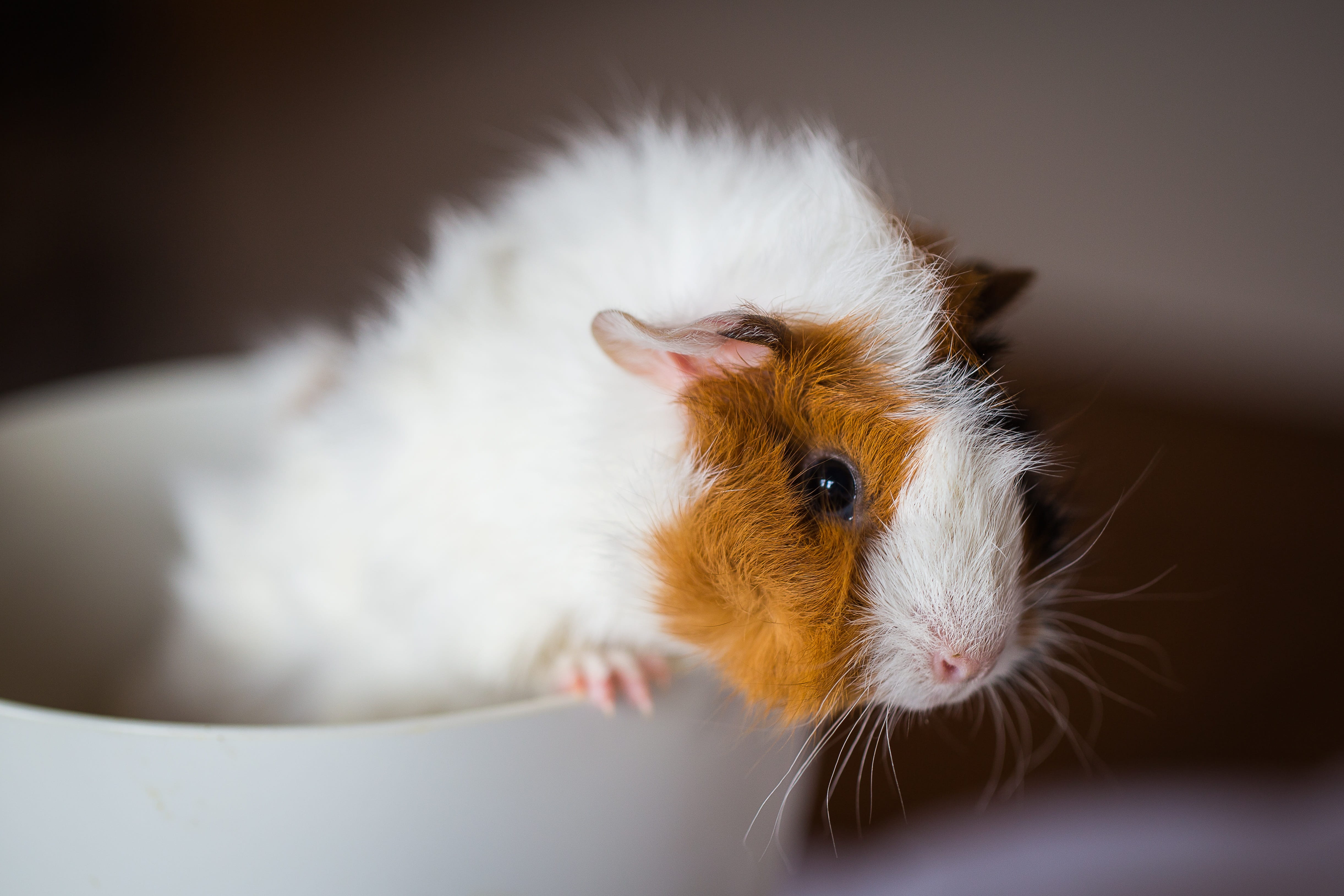 cute, pets, whisker, no people, animal, domestic, white color, pet, animal themes, animal body part, vertebrate, 4K, rodent, focus on foreground, rosette, HD Wallpaper