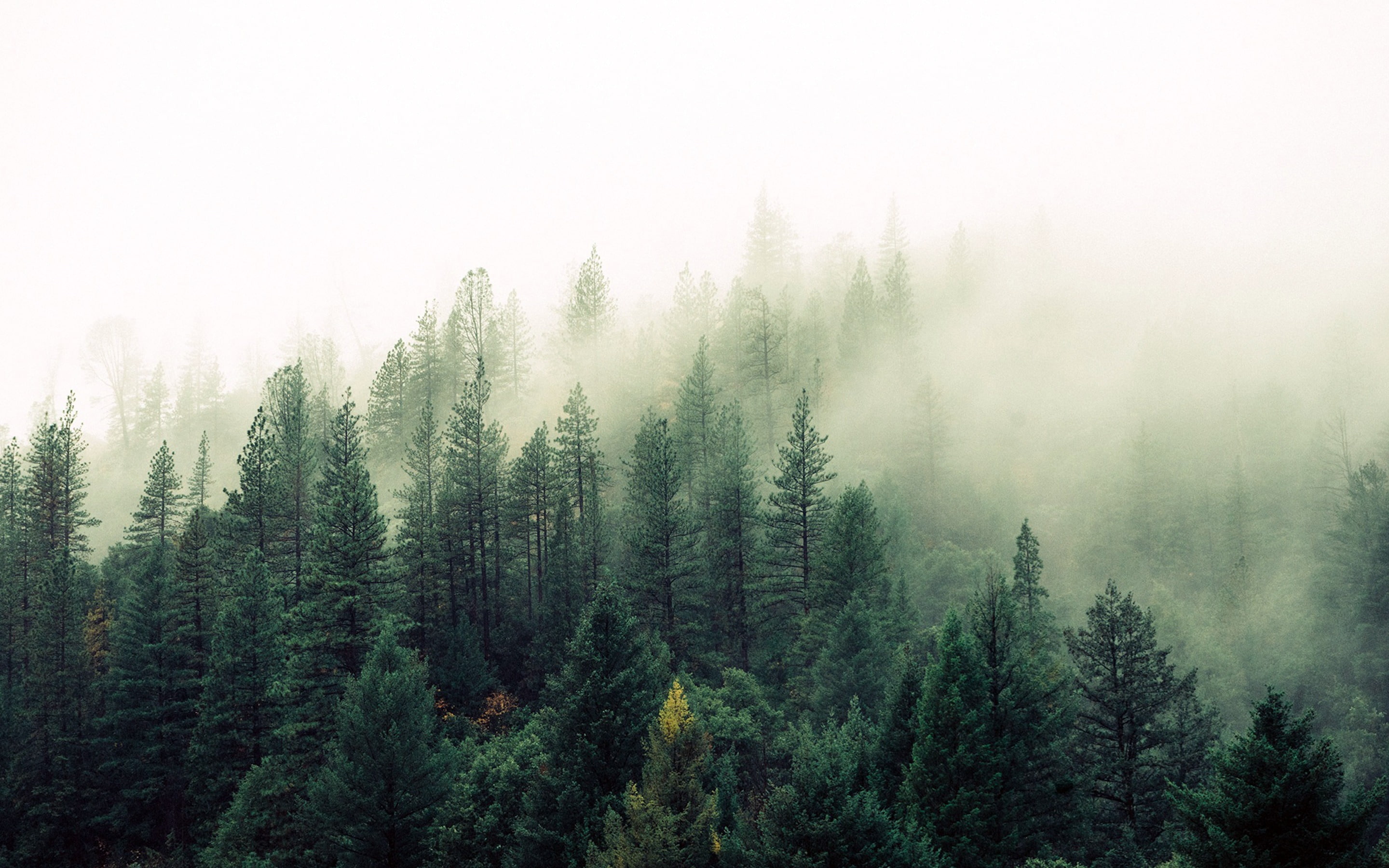 2K, mountain, nature, land, tranquil scene, no people, evergreen tree, beauty in nature, apple, tranquility, forest, pine tree, plant, tree, fog, desktop, HD Wallpaper