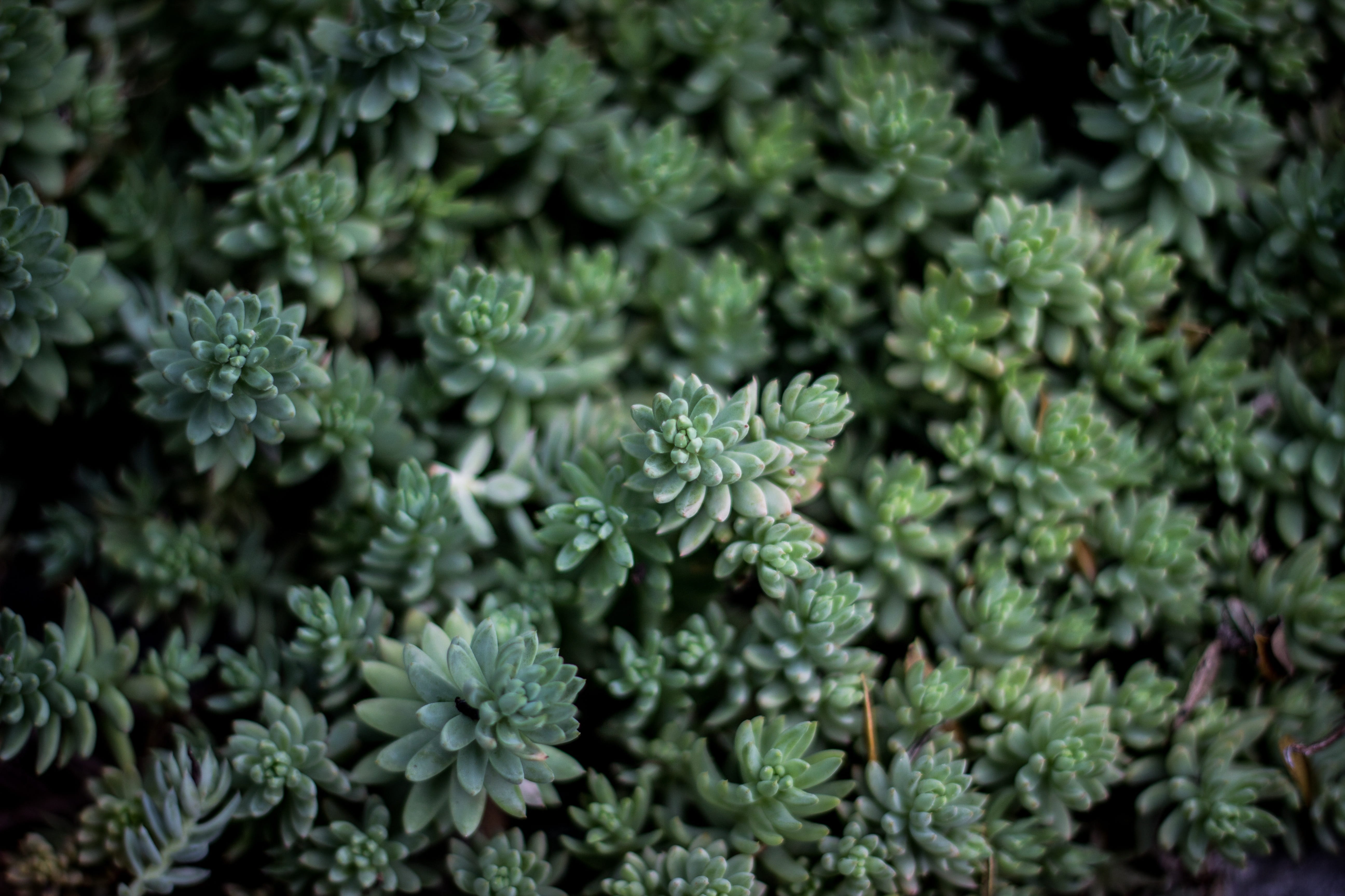 flower, container, decoration, botanical, cacti, potted, sempervivum, botany, growing, garden, green, old, flora, grow, gardening, plant, selective focus, HD Wallpaper