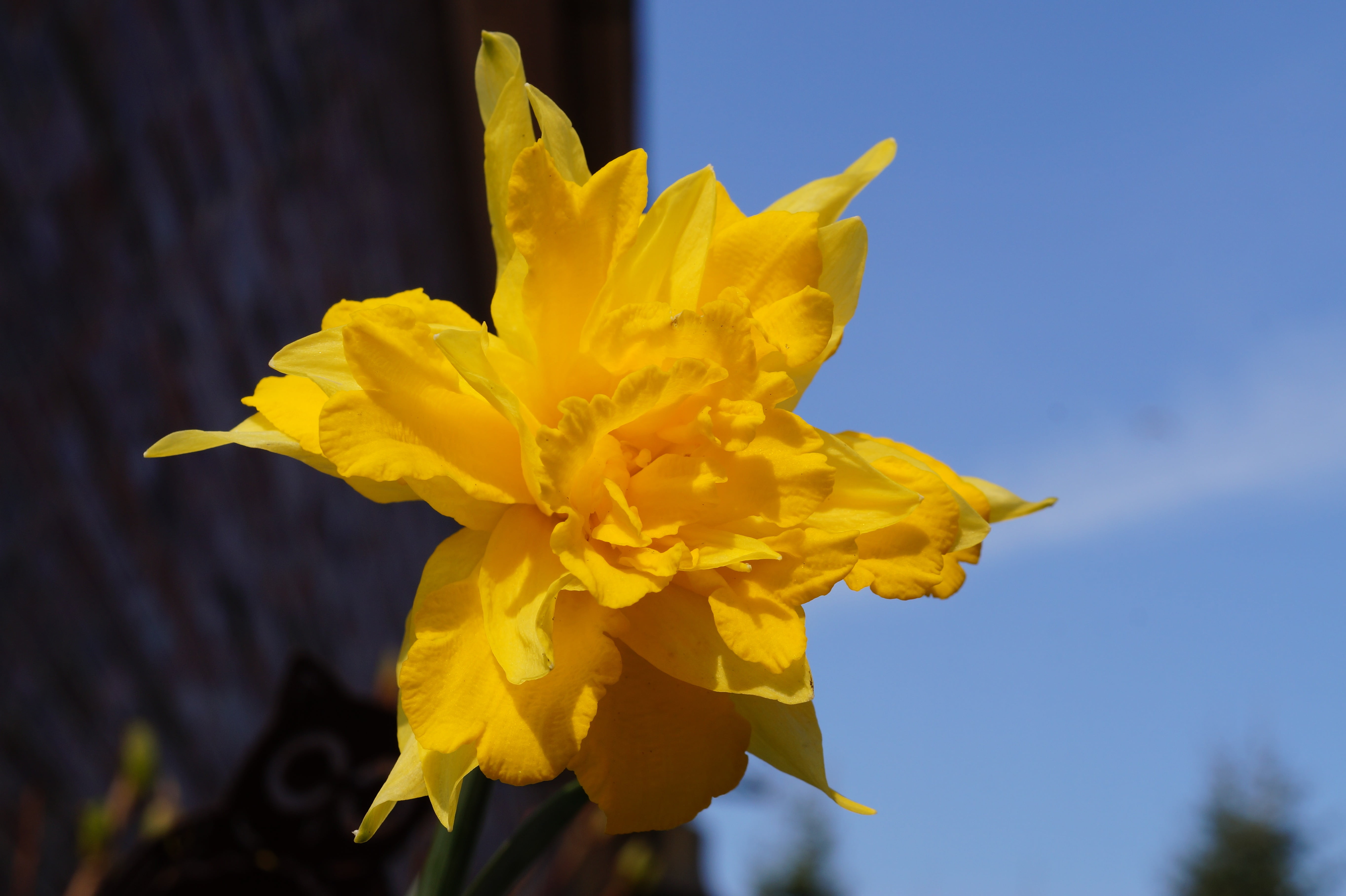close-up, sweet, yellow, daffodil, bloom, spring, special crossing, nature, petal, growth, no people, holland, outdoors, narcissus, beauty in nature, plant, HD Wallpaper