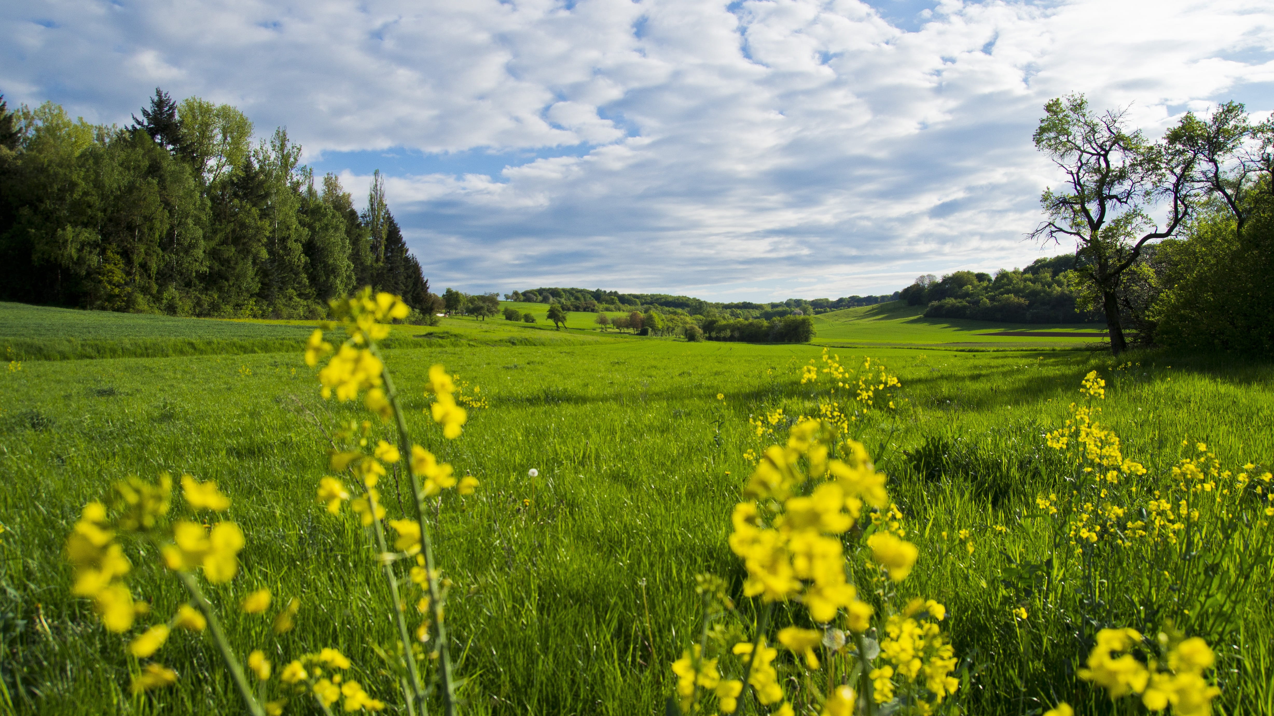 flower, growth, yellow, plant, tranquility, scenics - nature, beauty In Nature, Meadow, green Color, Flowers, summer, agriculture, environment, canola, HD Wallpaper