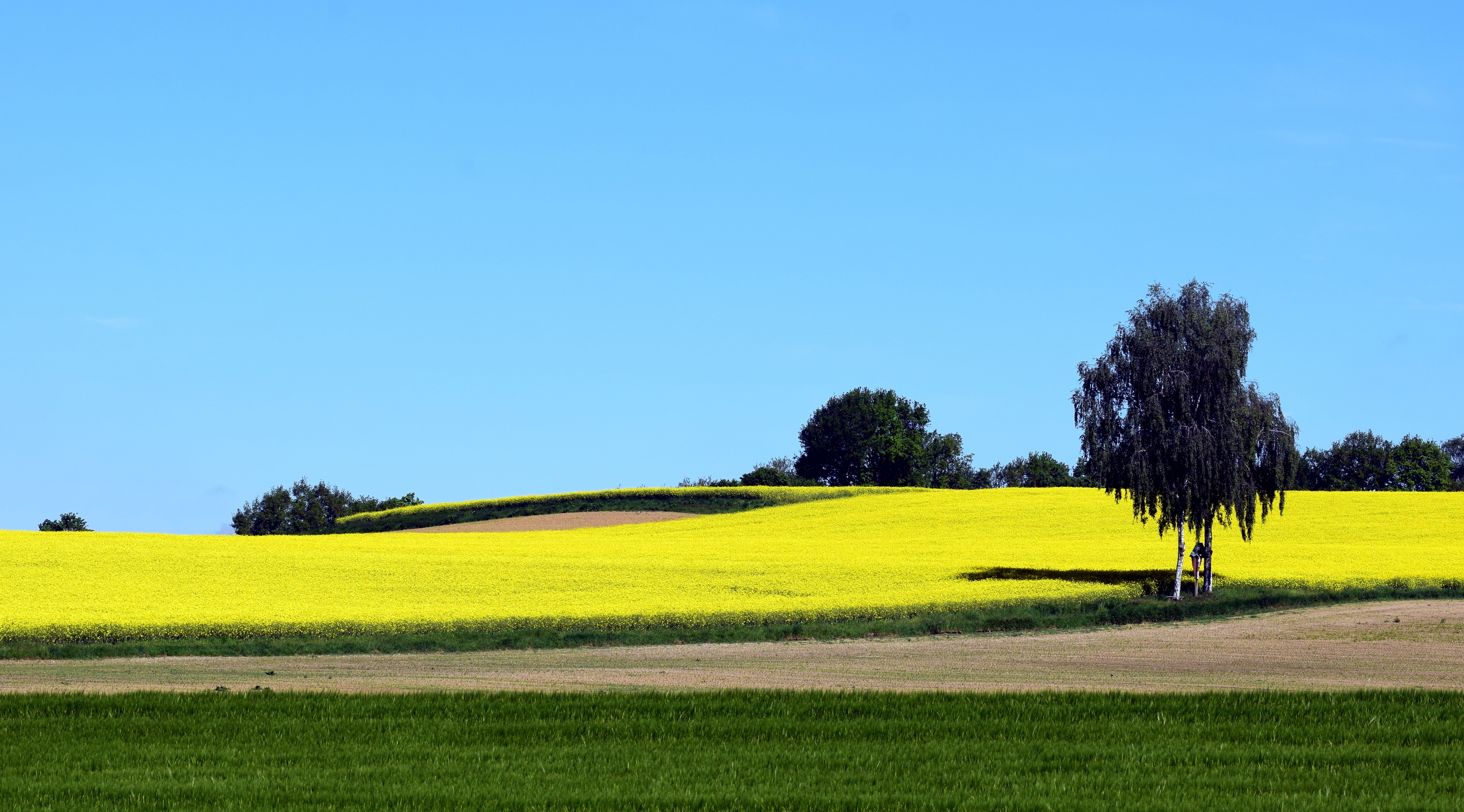 nature, 5K, environment, tranquil scene, yellow, springtime, meadow, rural Scene, no people, plant, land, summer, beauty in nature, sky, outdoors, blue, HD Wallpaper