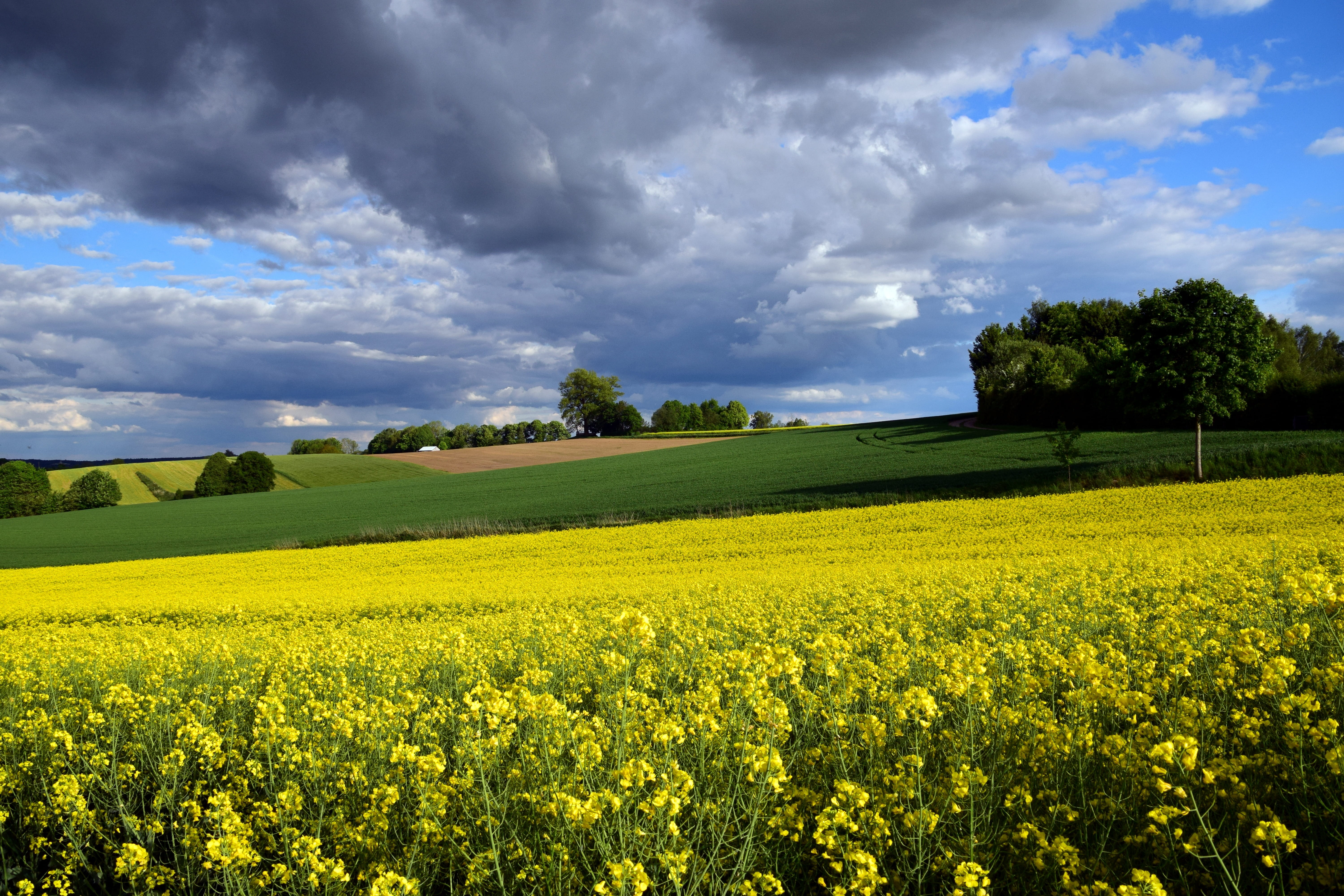 crop, tranquility, clouded sky, springtime, spring, thunderstorm, growth, rape blossom, bavaria, non-Urban Scene, scenics, nature, farm, rural, outdoors, HD Wallpaper