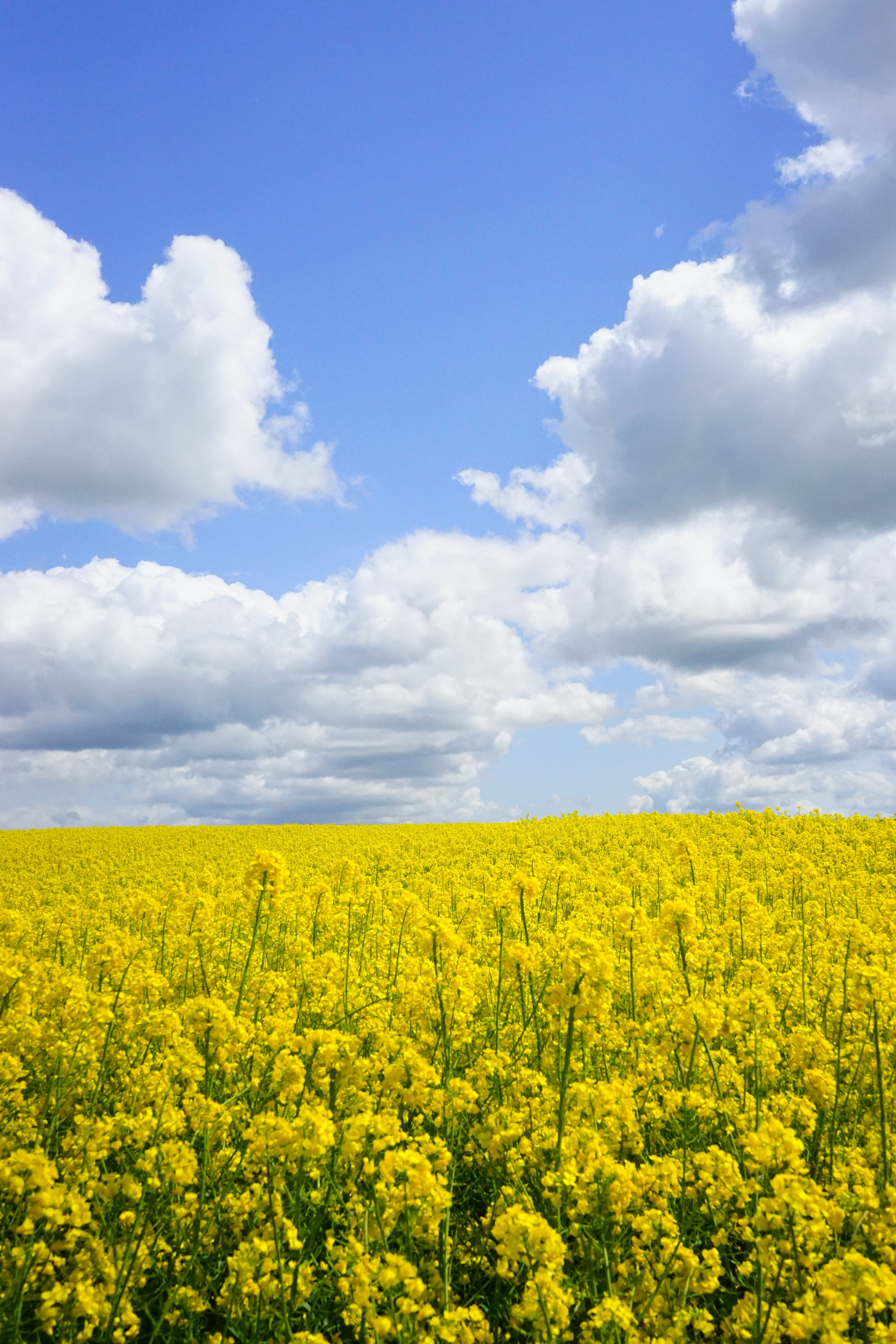 rape blossom, cloud - Sky, tranquil scene, day, blütenmeer, agriculture, lewat, nature, tranquility, flowerbed, field of flowers, landscape, outdoors, scenics - nature, Phone HD Wallpaper