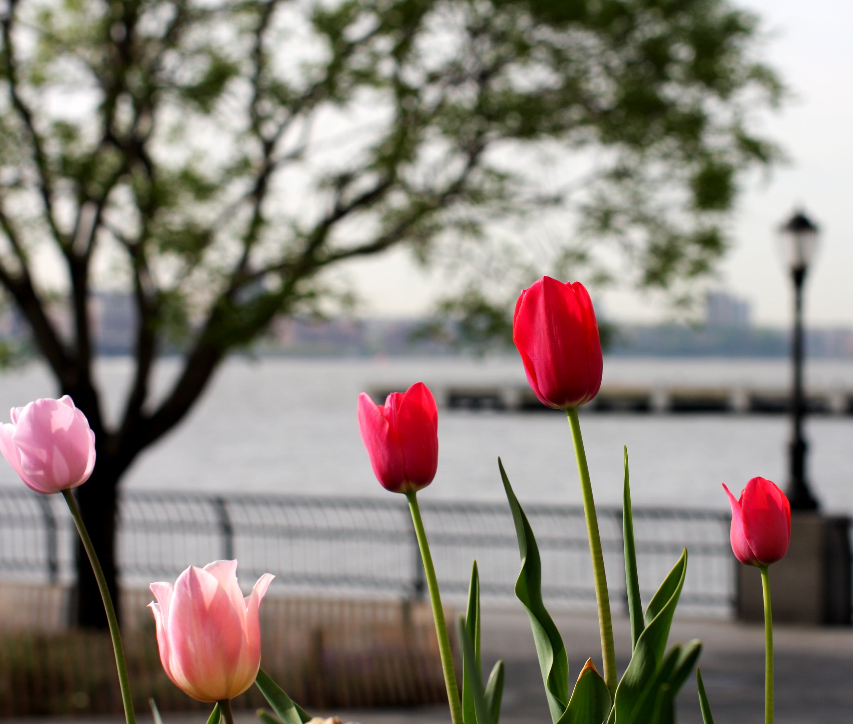 nature, SF, i will, judge, jersey, pink, pink  salmon, new york  new  york, california  street, hudson  river, tulips, red, river, 2K, flower, hudson river, HD Wallpaper