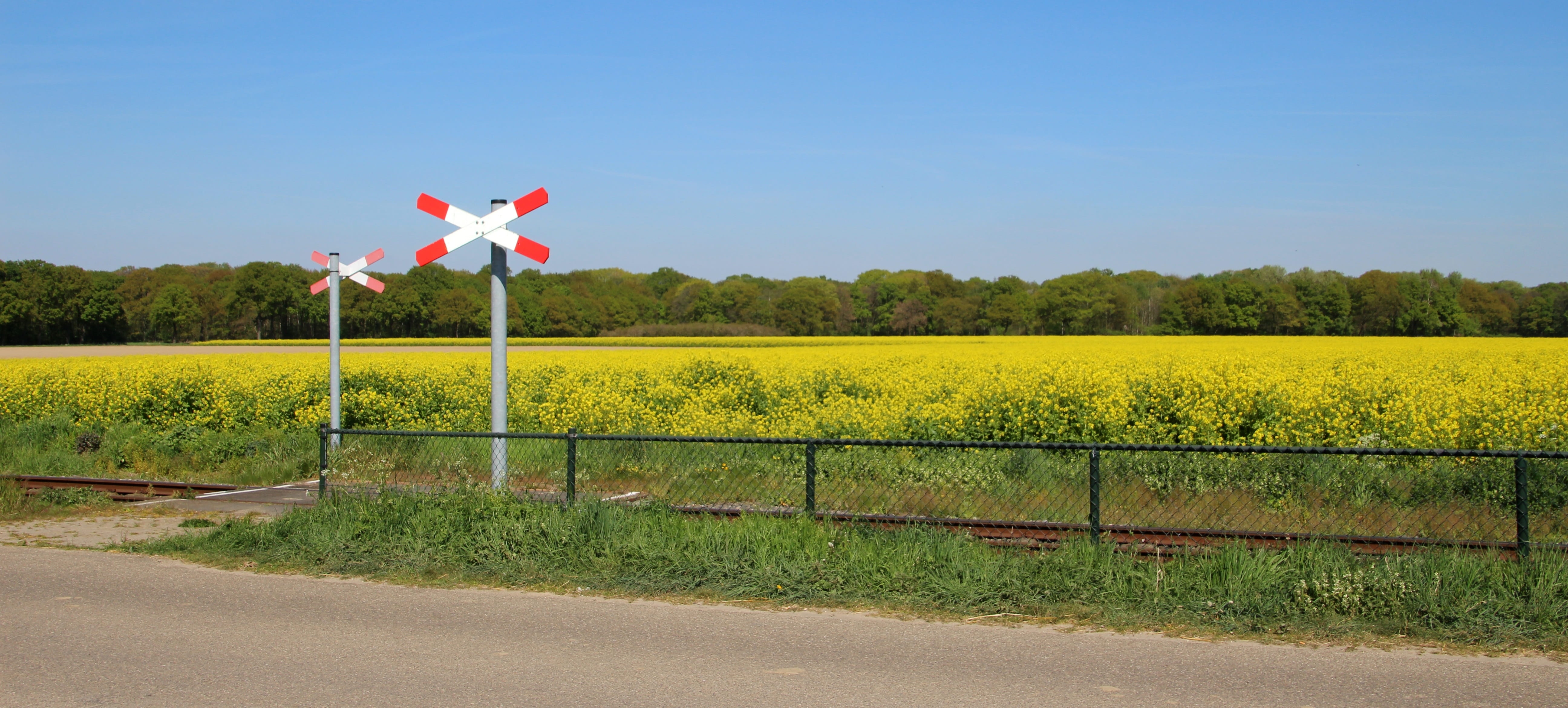 growth, boundary, day, fence, 5K, plant, transportation, field, railway crossing, railway, clear sky, rural scene, no people, rapeseed field, tree, land, HD Wallpaper