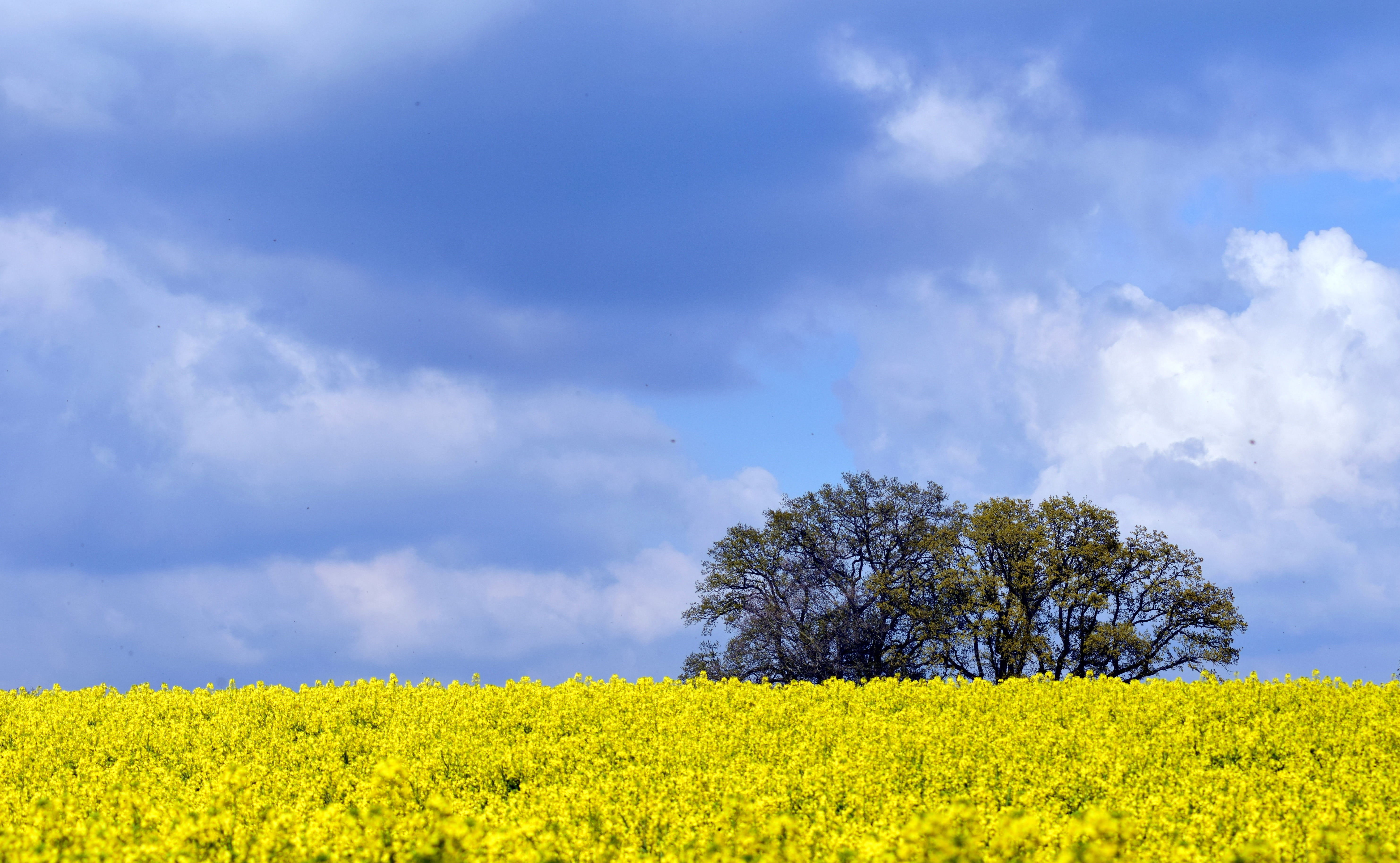scenics - nature, crop, field, bloom, springtime, 5K, sky, outdoors, spring, nature, tranquil scene, landscape, scenics, blue, horizon over land, land, HD Wallpaper