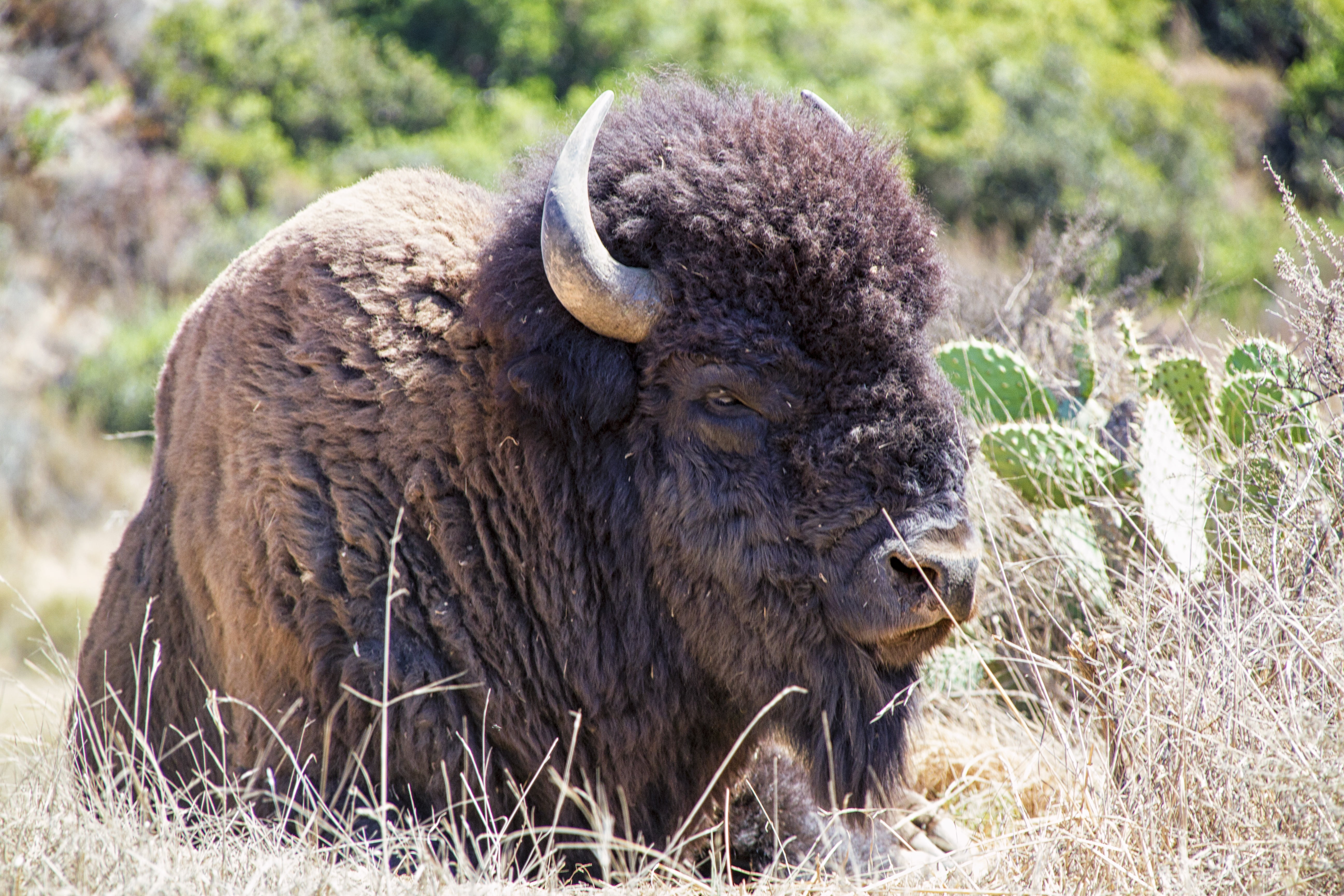 animal themes, plant, no people, livestock, one animal, portrait, nature, herbivorous, black, 5K, american bison, animals in the wild, mammal, bison, grass, HD Wallpaper