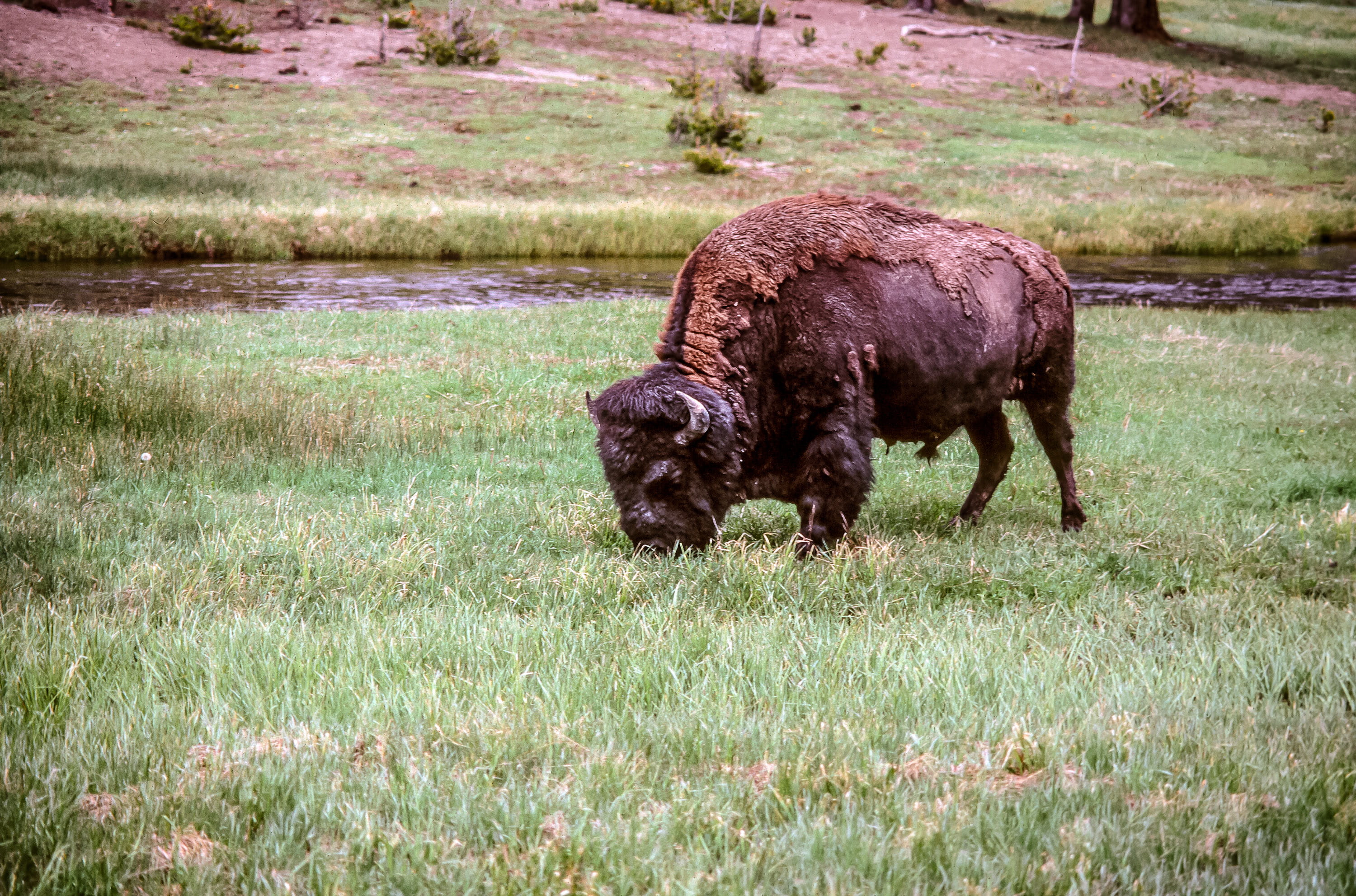 prairie, day, american bison, 2K, grassland, one animal, animals in the wild, grazing, outdoors, land, herbivorous, park, vertebrate, no people, aggression, HD Wallpaper