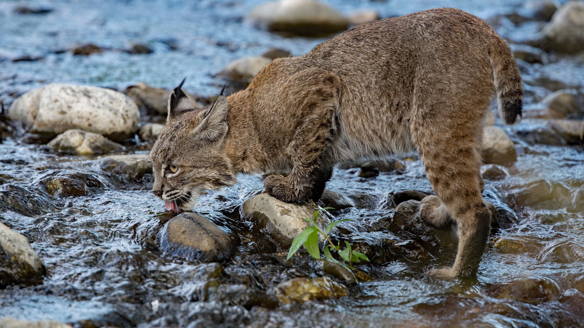 drinking, water, Lux (Animals), mammals, 1080P, animals, HD Wallpaper