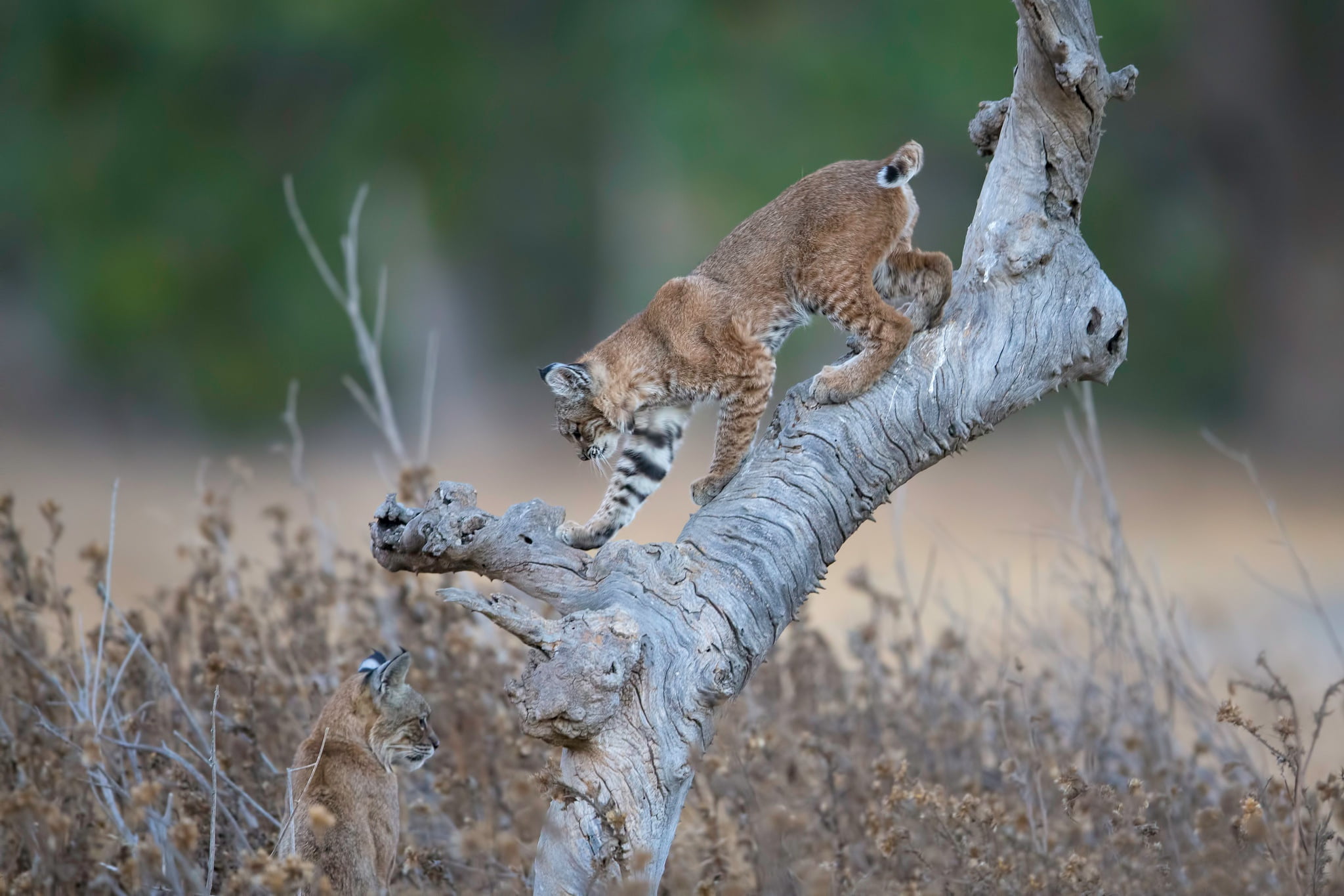 nature, wood, 1080P, mammals, Lux (Animal), animals, HD Wallpaper