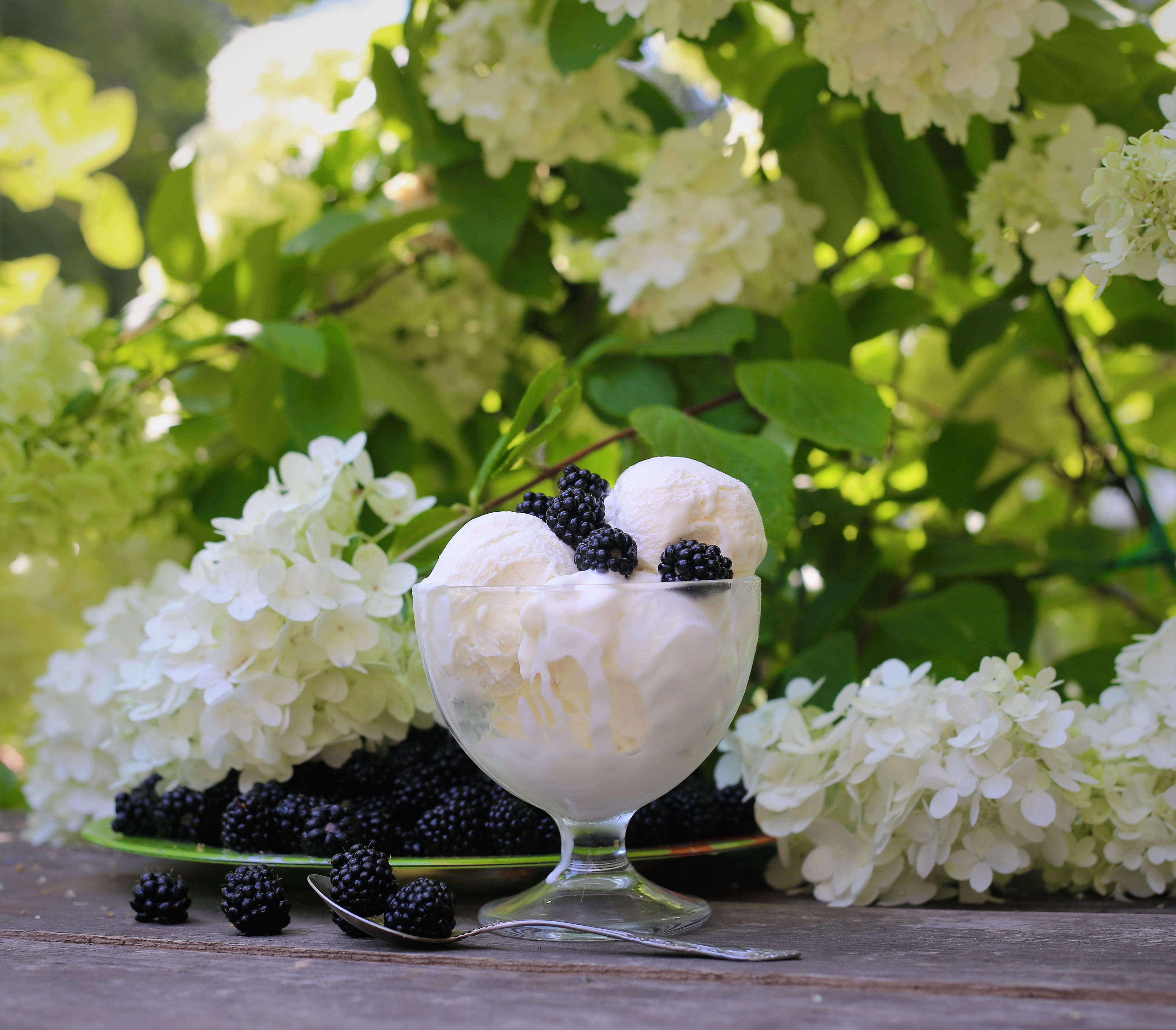 jam, nutrition, animal themes, tasty, dish, flower head, fruit, growth, animals in the wild, day, round, summer, daytime, sweets, outdoors, ice, colorful, HD Wallpaper