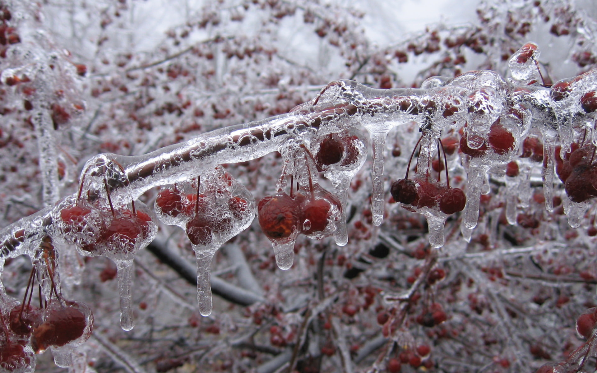 hd, 1080P, frozen, cherry, nature, ice, HD Wallpaper