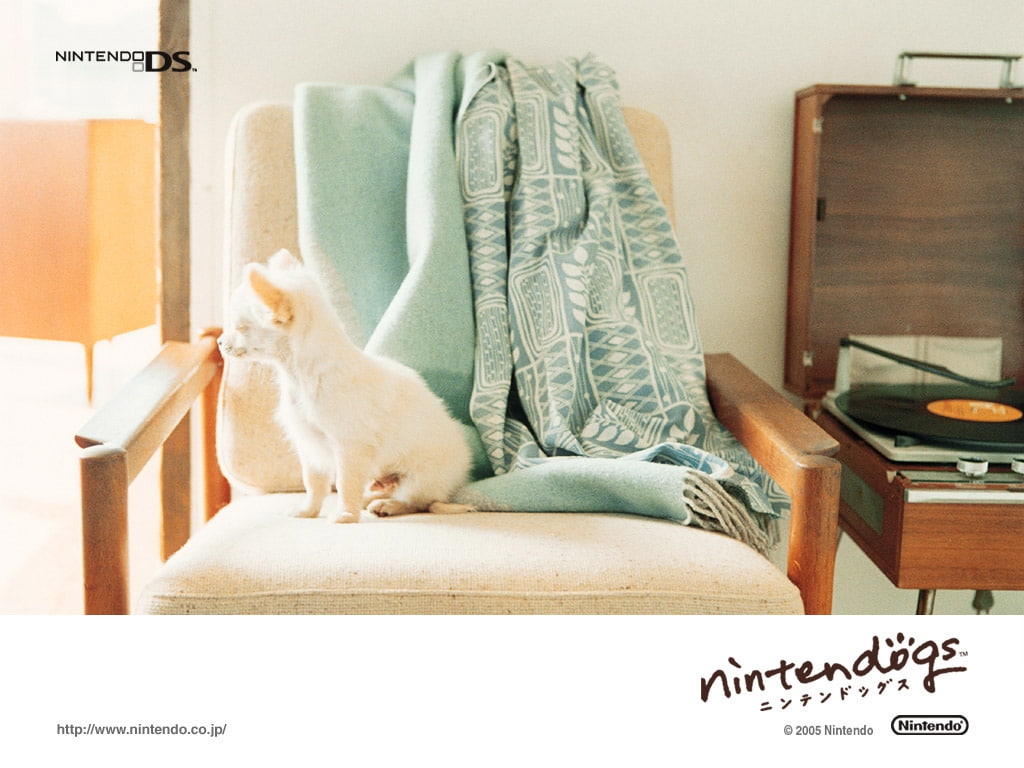 DS, 480P, chihuahua, conan, video, nintendo, games, Video Games, hd, art, nintendogs, age, HD Wallpaper
