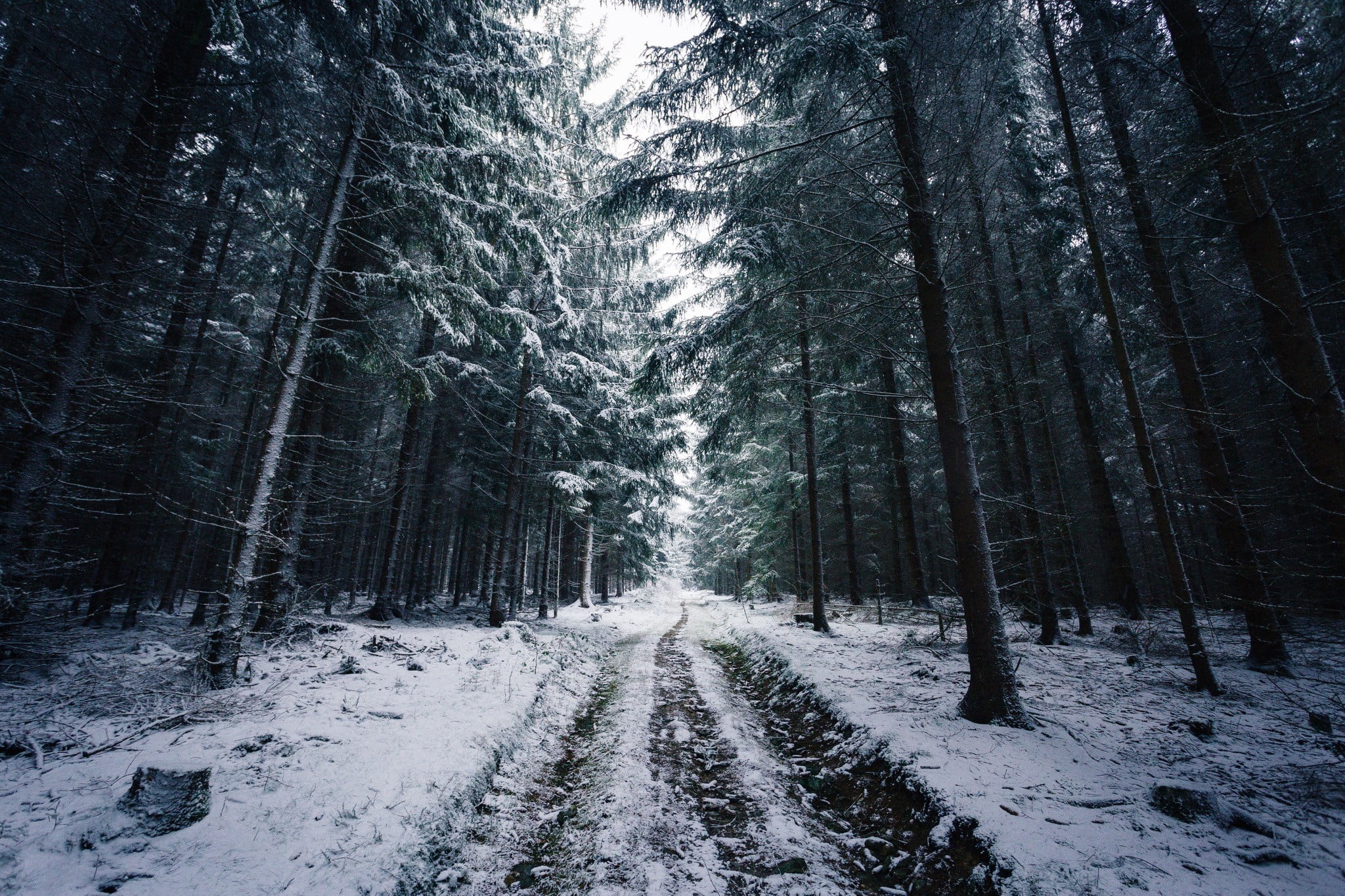 covering, trees, road, Norway, Johannes Hulsch, area, plant, the way forward, cold temperature, forest, long, outdoors, snow, beauty in nature, gray, woodland, HD Wallpaper
