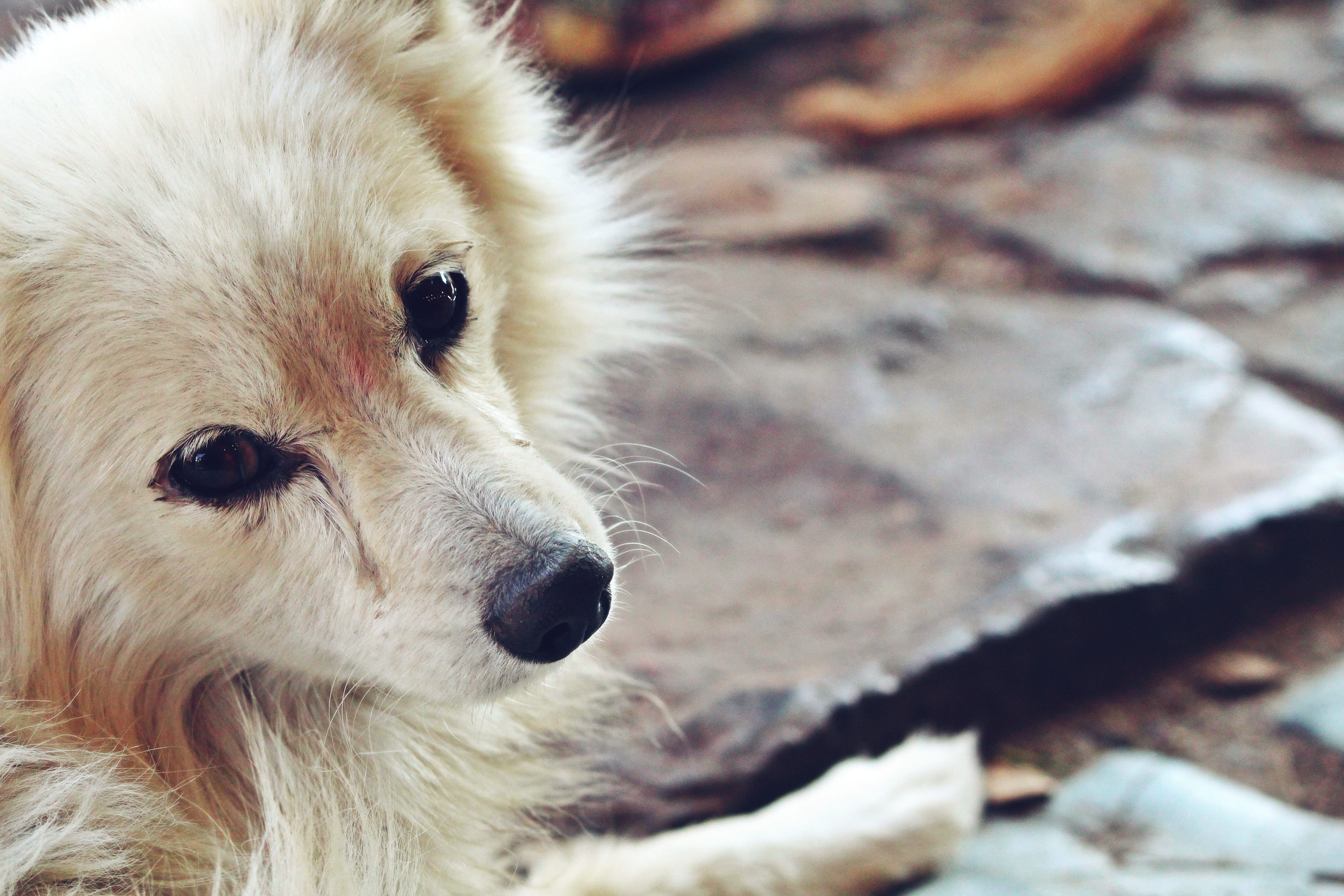 india, mammal, whisker, one animal, animal themes, dog, white color, animal, day, animal hair, domestic animals, canine, pets, animal body part, looking, HD Wallpaper
