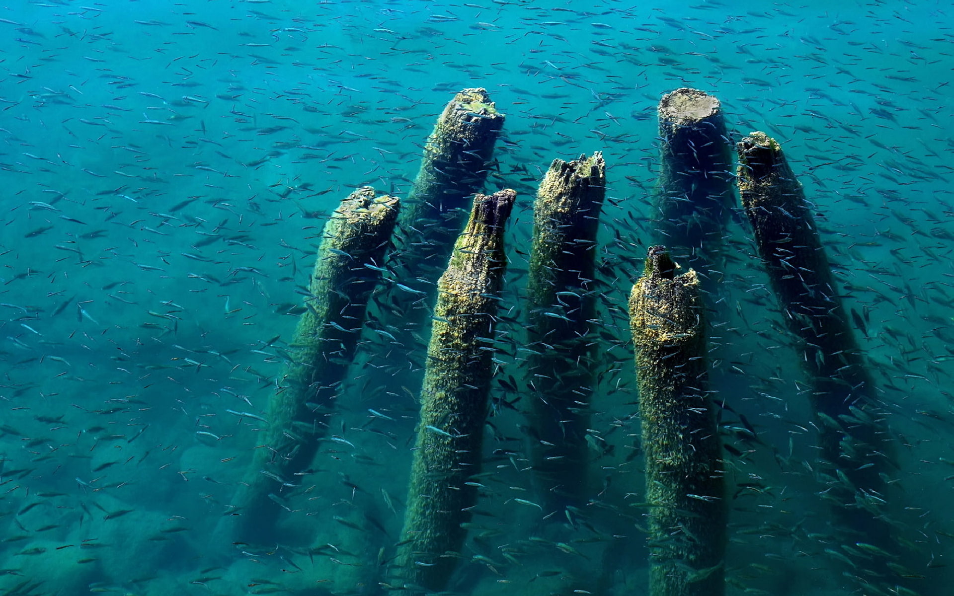 Dock, Fish, Wood, Lake, Blue, Water, 1080P, Ohrid, Remains, HD Wallpaper