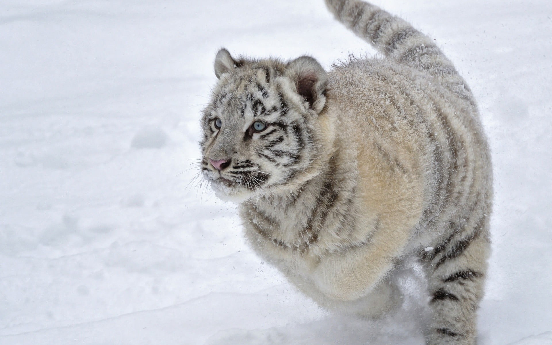 1080P, mammal, winter, vertebrate, white color, brown, looking, no people, day, one animal, ice, snowing, tiger, snow, animal wildlife, animals in the wild, HD Wallpaper