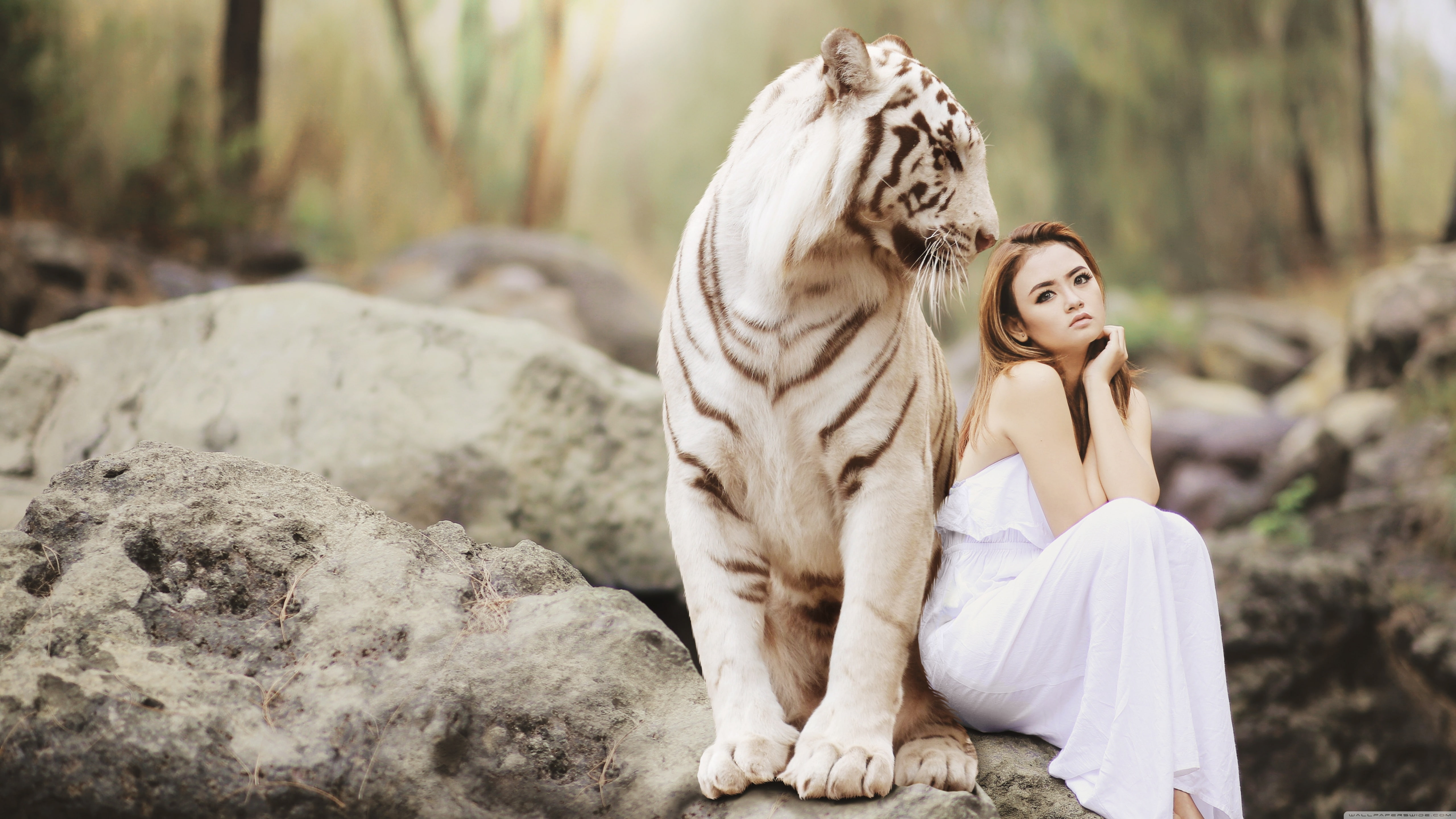 white tigers, tiger, giant, women, white, 5K, HD Wallpaper