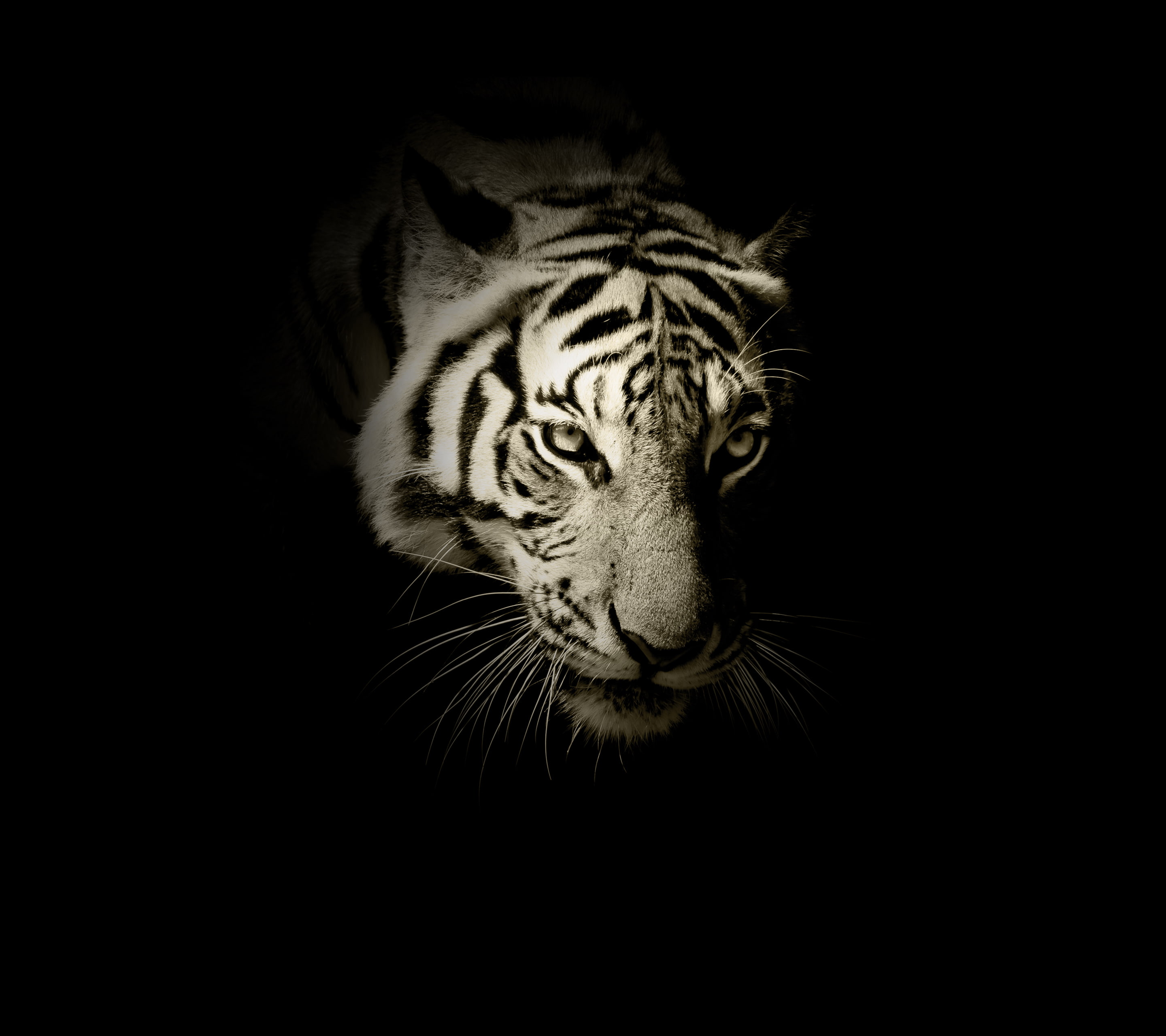 HD, Dark, grayscale, White tiger, photography, tiger, 2K, HD Wallpaper