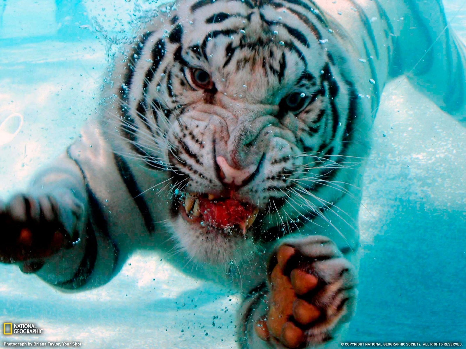 animal head, mammal, tiger, white tiger, animal themes, animals, vertebrate, animals in the wild, no people, close-up, portrait, cat, 720P, animal, animal wildlife, HD Wallpaper