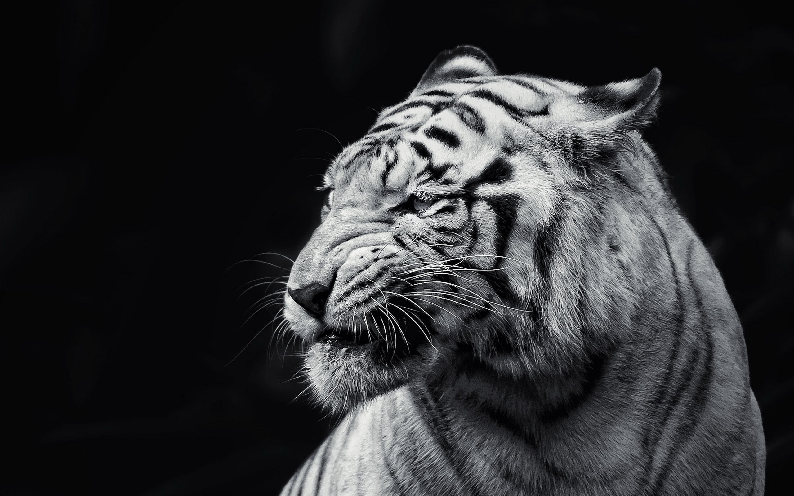 eyes, face, 2K, tiger, black and white, HD Wallpaper